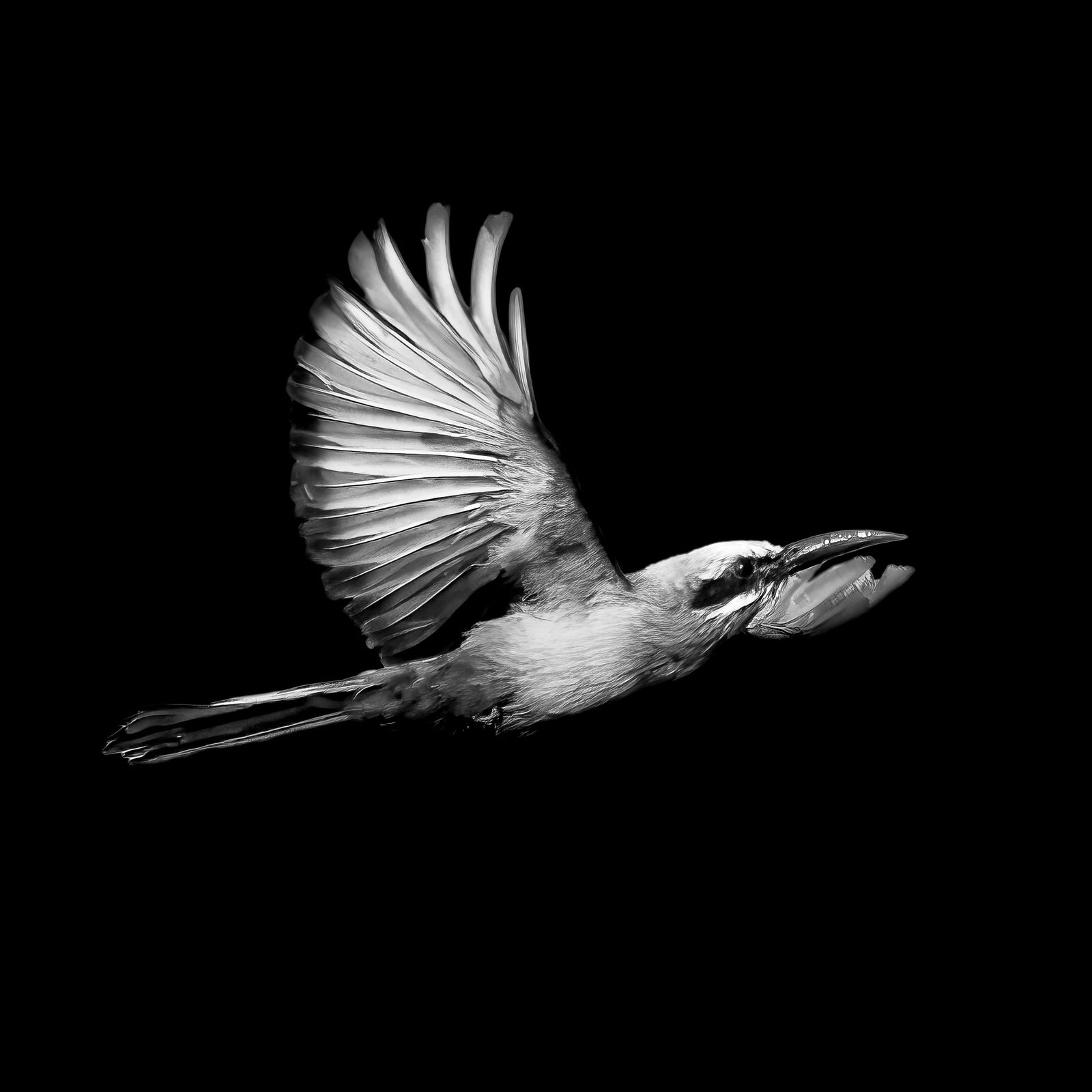 Bee-eater in flight, black and white, by Wim van den Heever