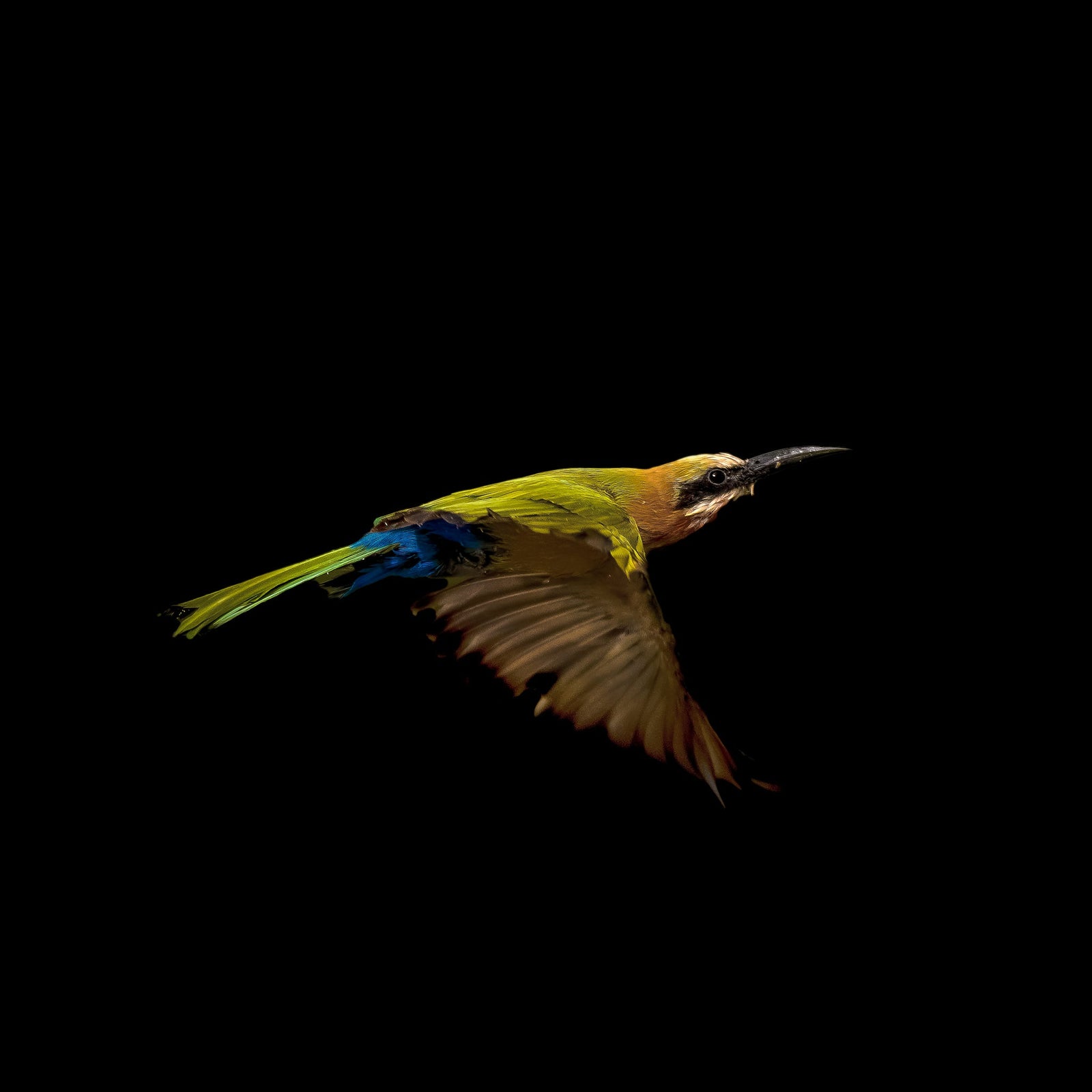 Bee-eater in flight by Wim van den Heever