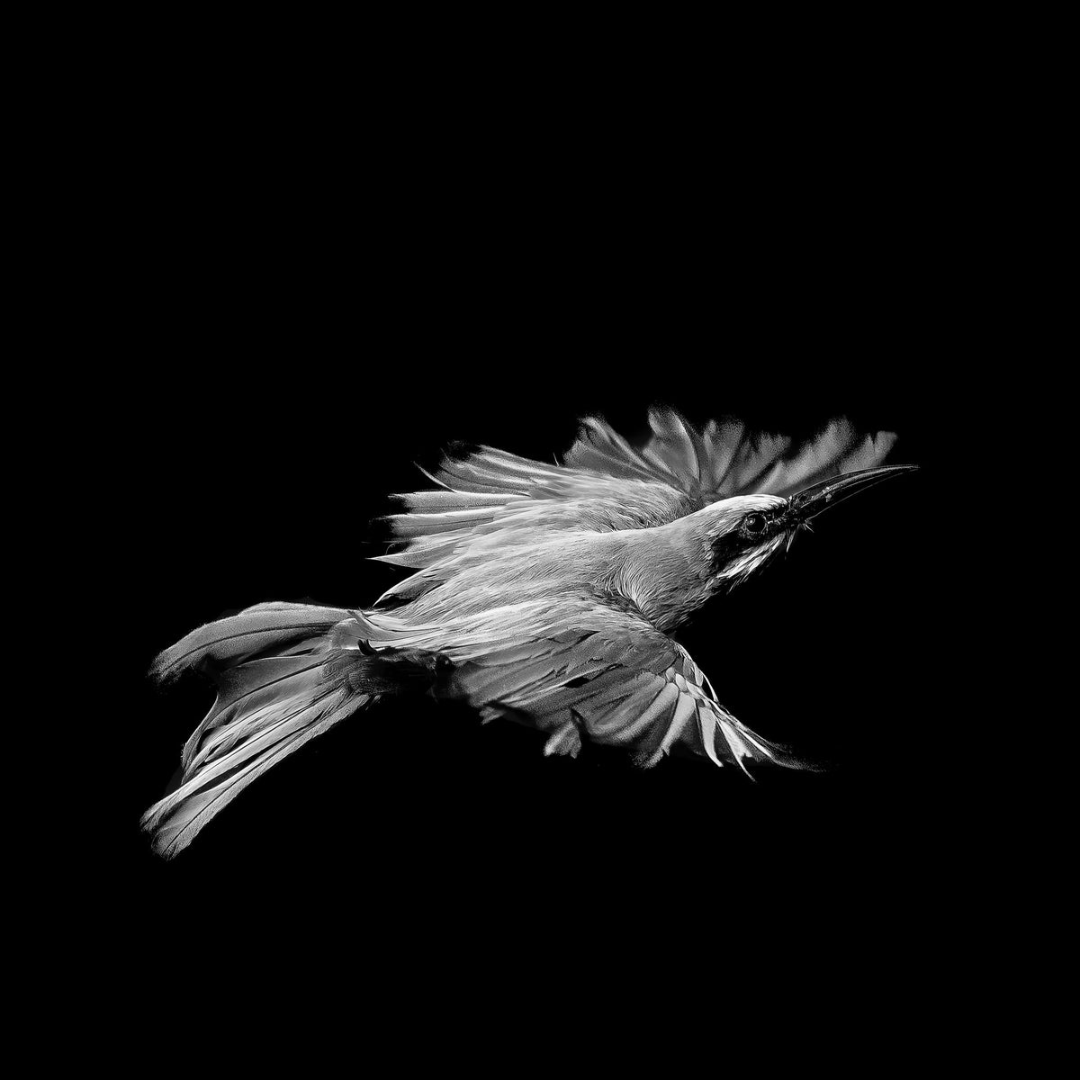Bee-eater in flight, black and white, by Wim van den Heever