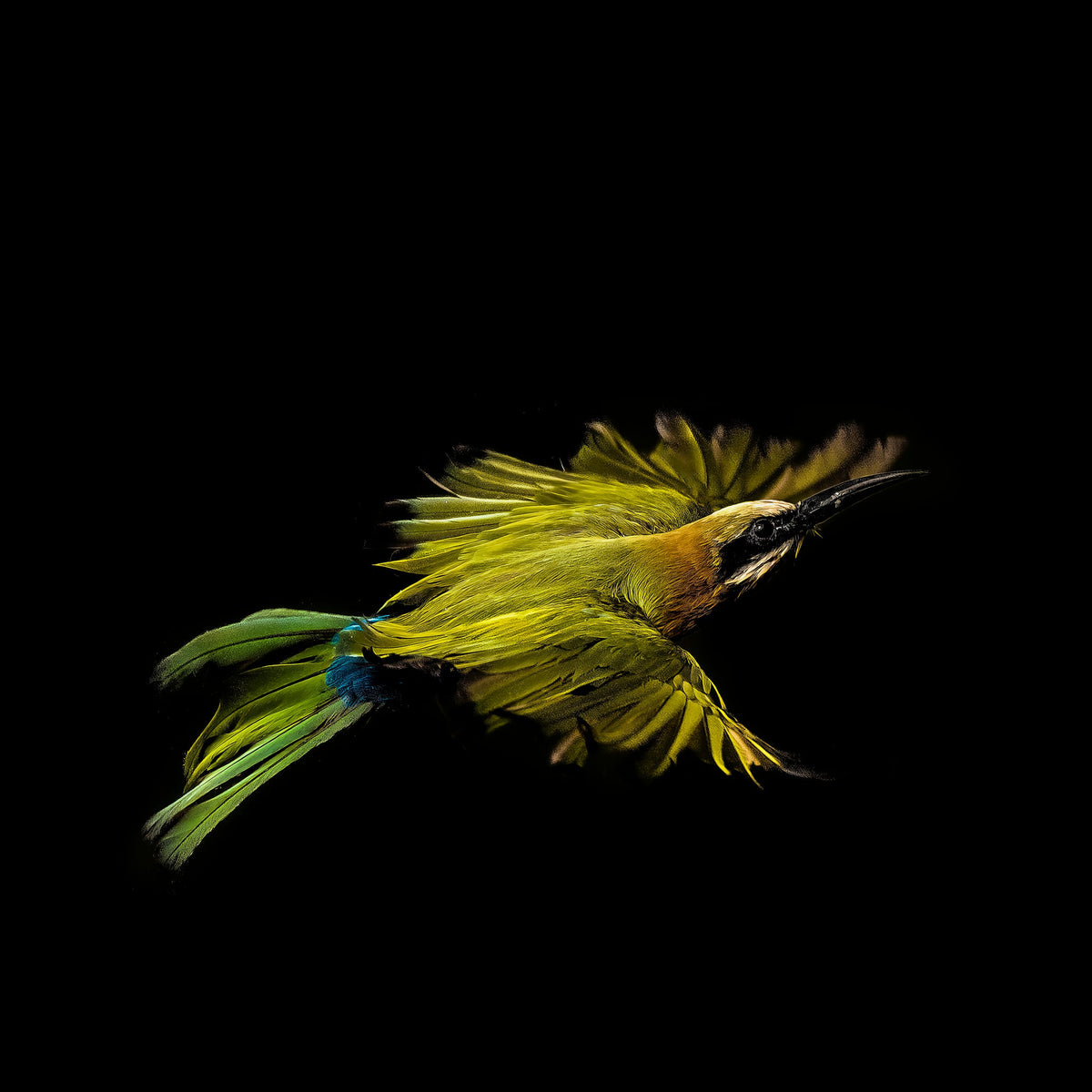 Bee-eater in flight by Wim van den Heever