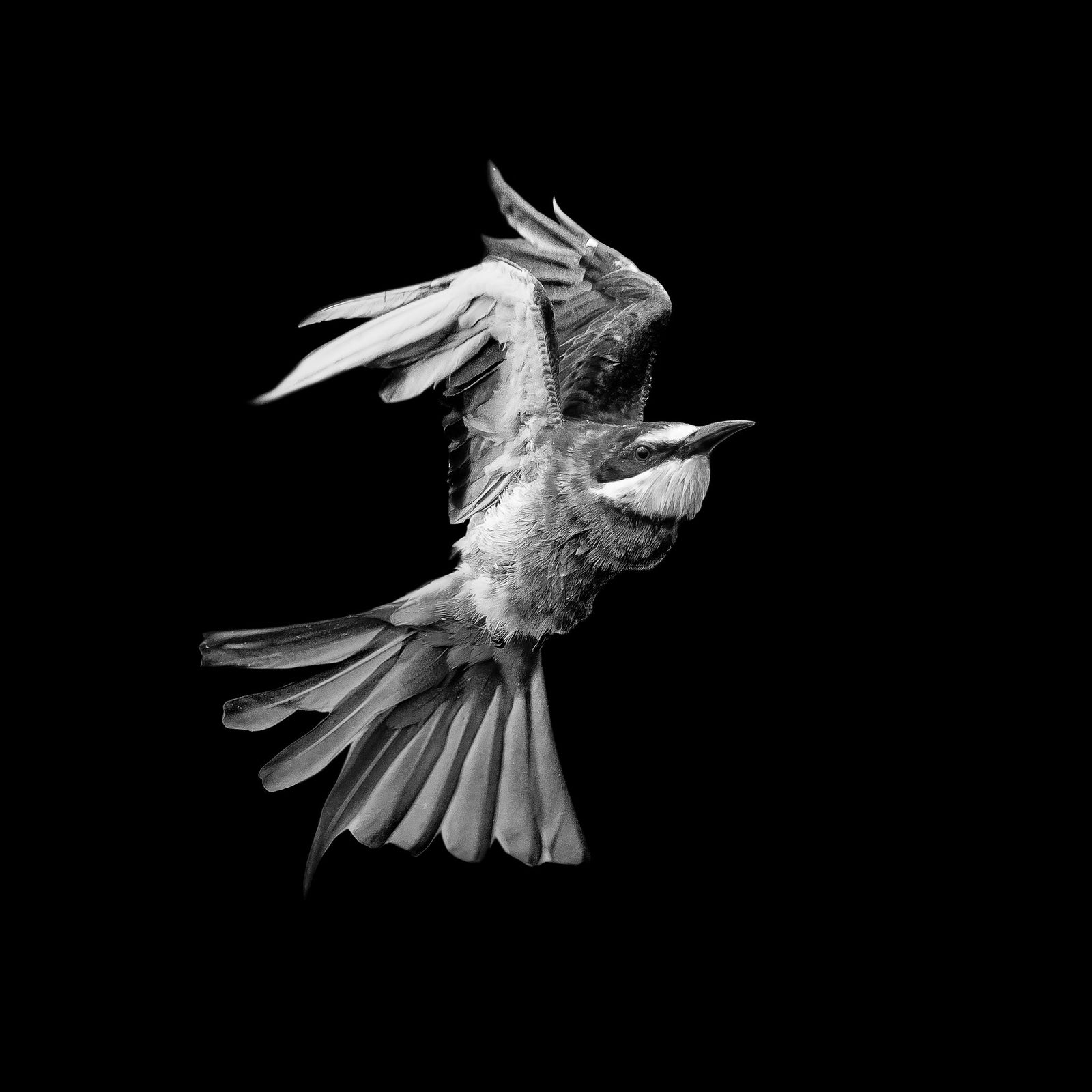 Bee-eater in flight, black and white, by Wim van den Heever