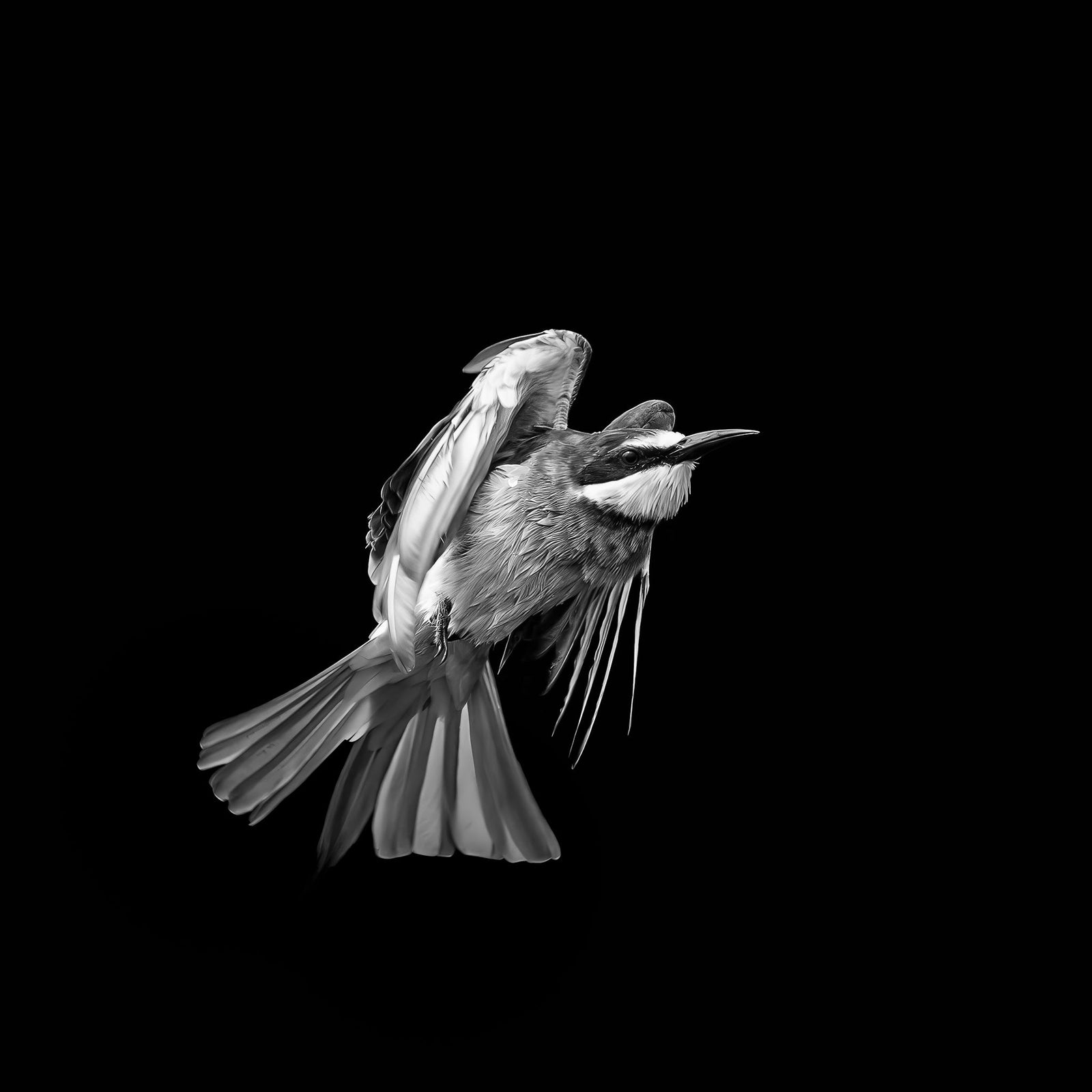 Bee-eater in flight, black and white, by Wim van den Heever