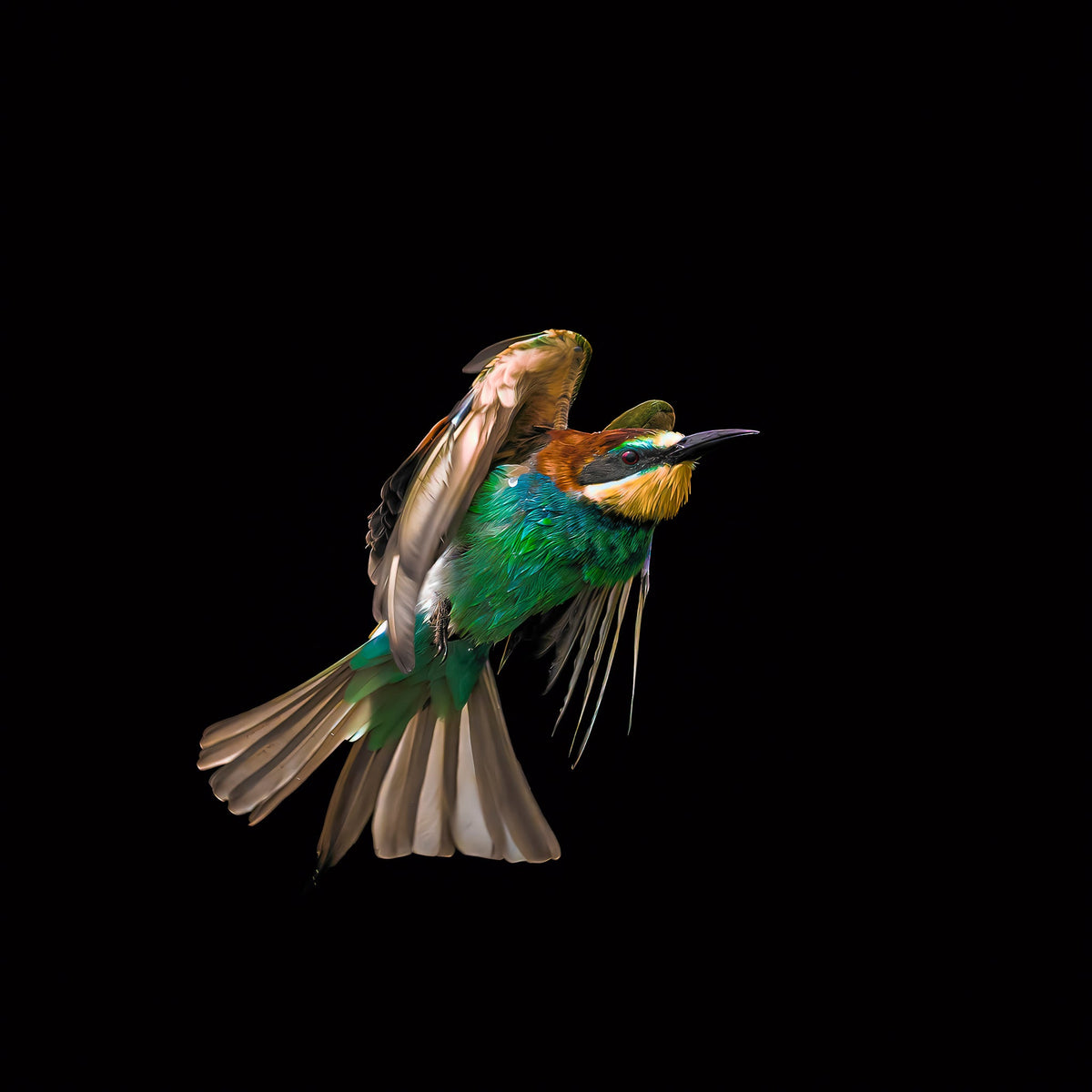 Bee-eater in flight by Wim van den Heever
