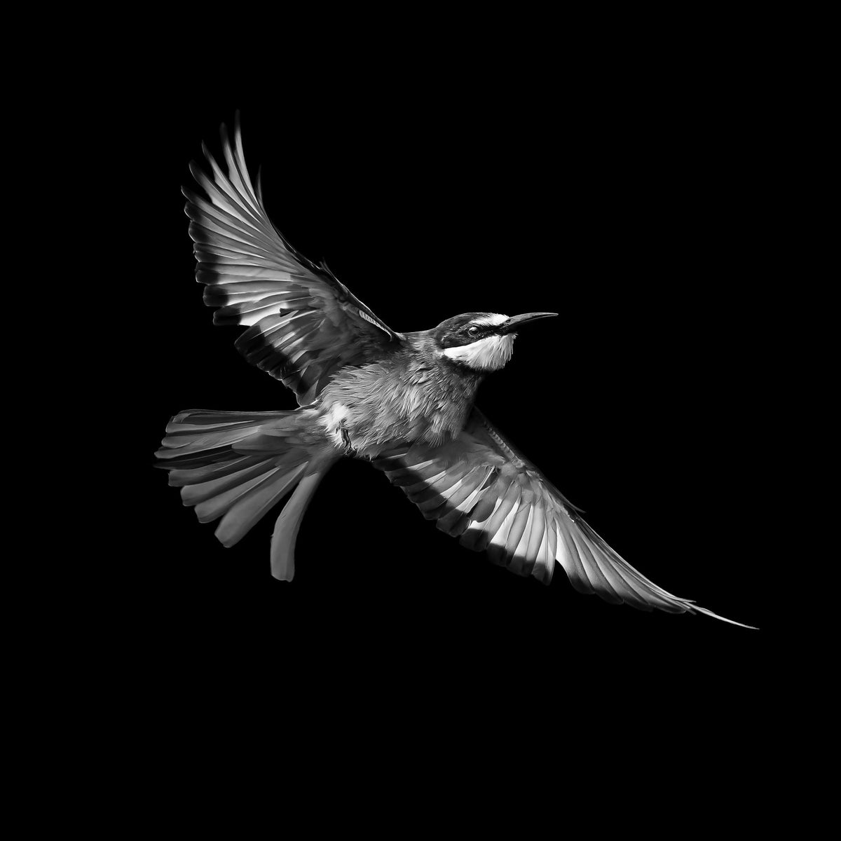 Bee-eater in flight, black and white, by Wim van den Heever