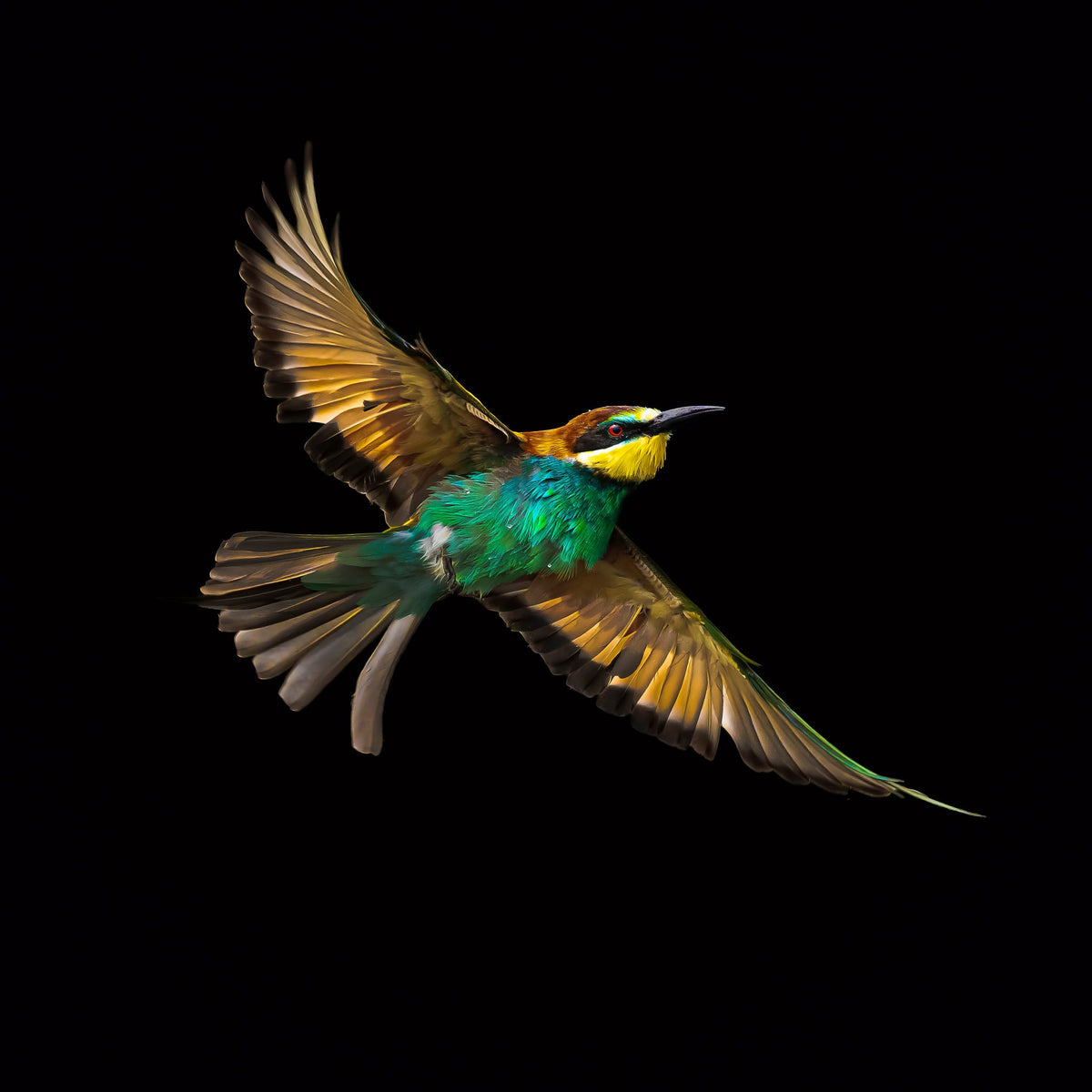 Bee-eater in flight by Wim van den Heever