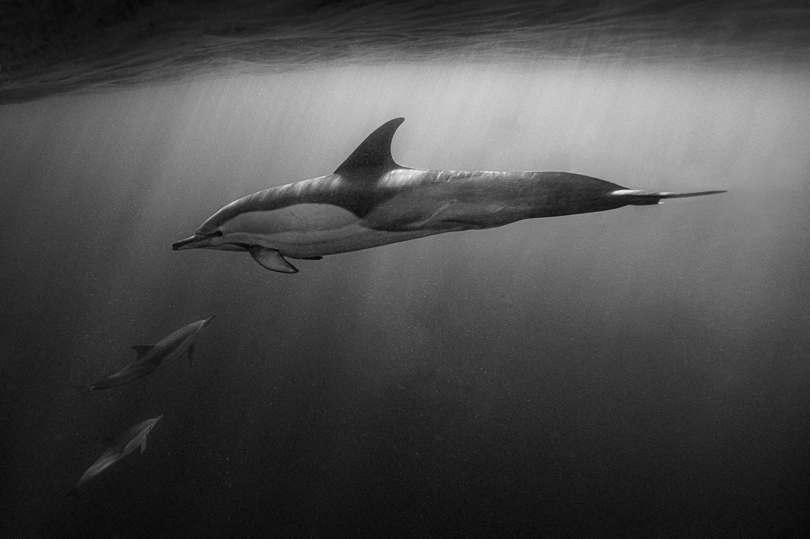 Dolphin underwater by Wim van den Heever