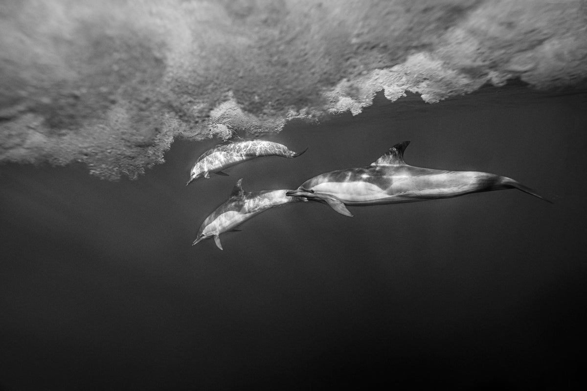 Dolphin underwater by Wim van den Heever