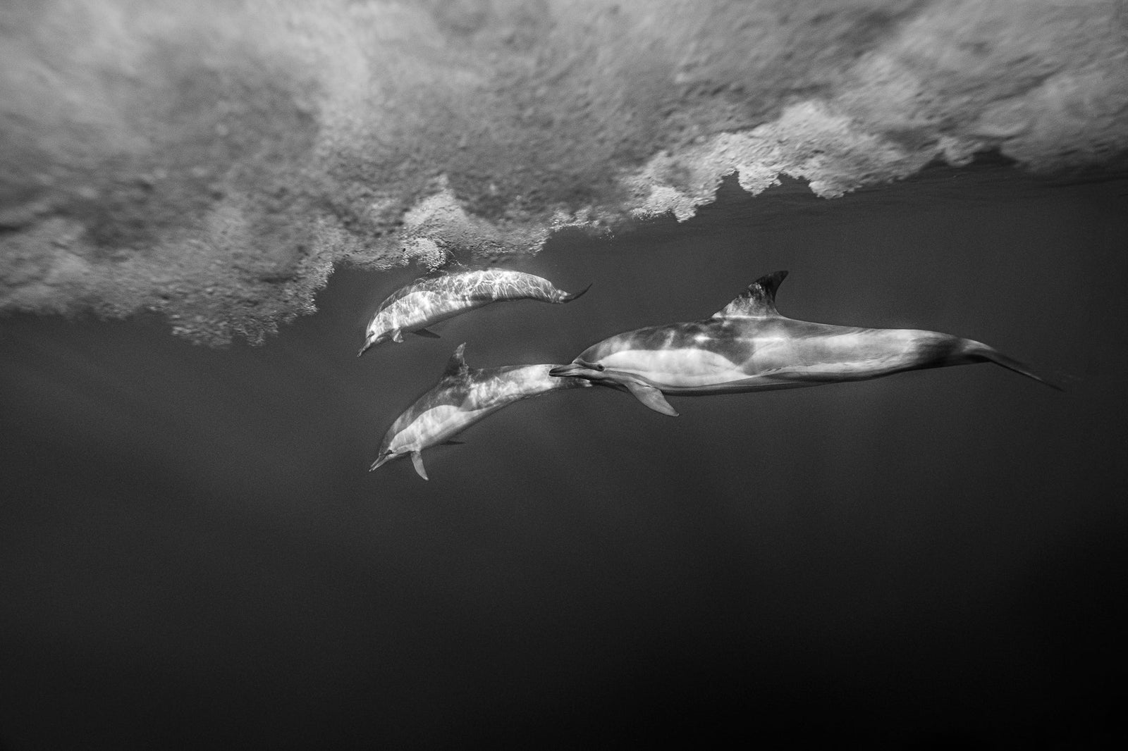 Dolphin underwater by Wim van den Heever
