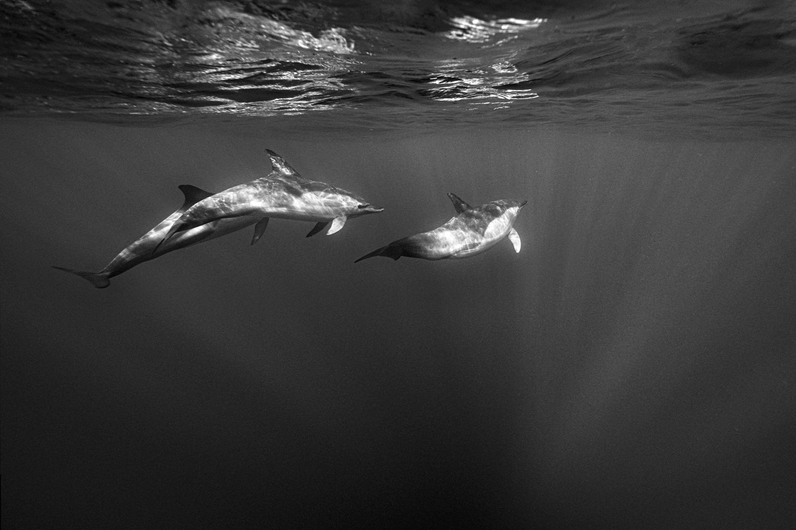 Dolphin underwater by Wim van den Heever