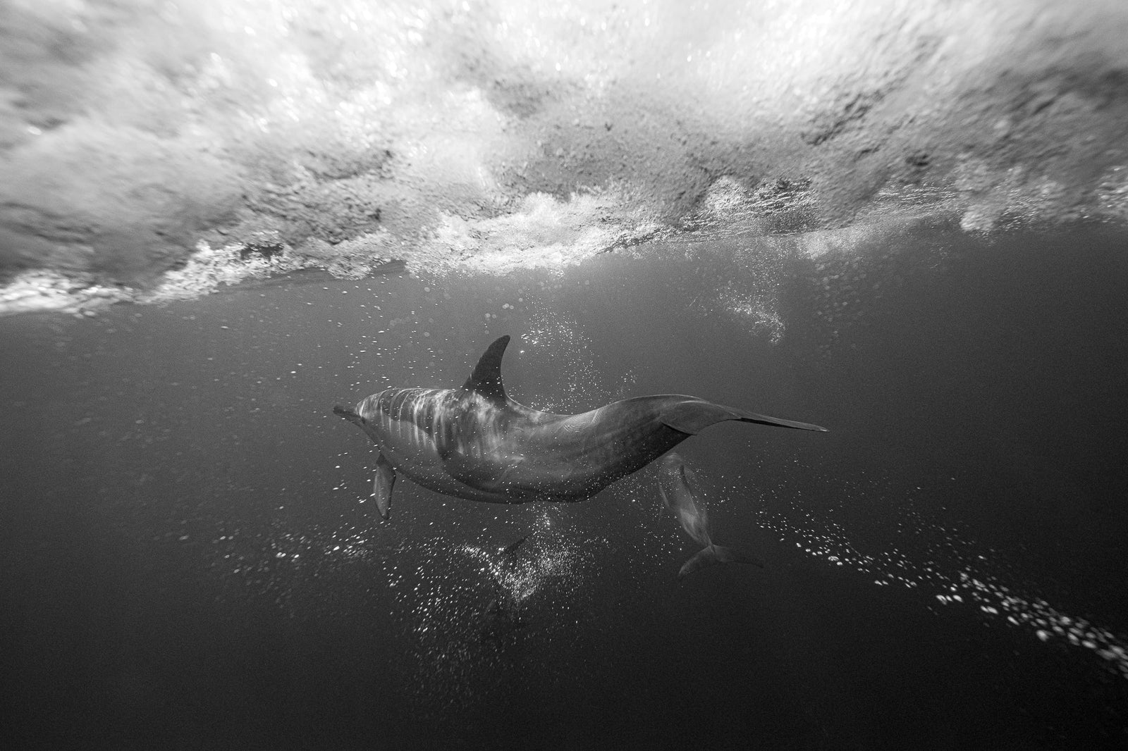Dolphin underwater by Wim van den Heever