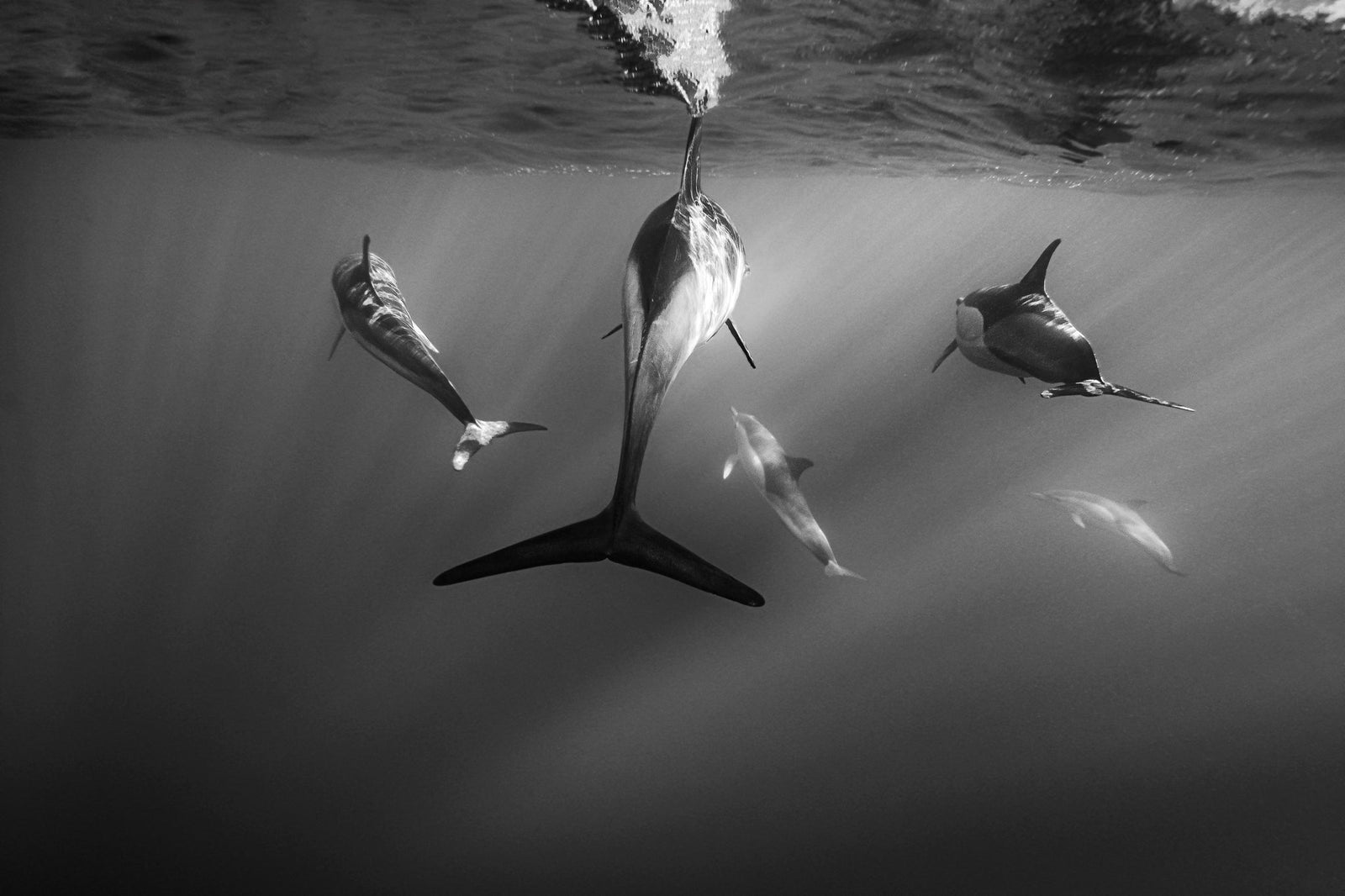 Dolphin underwater by Wim van den Heever