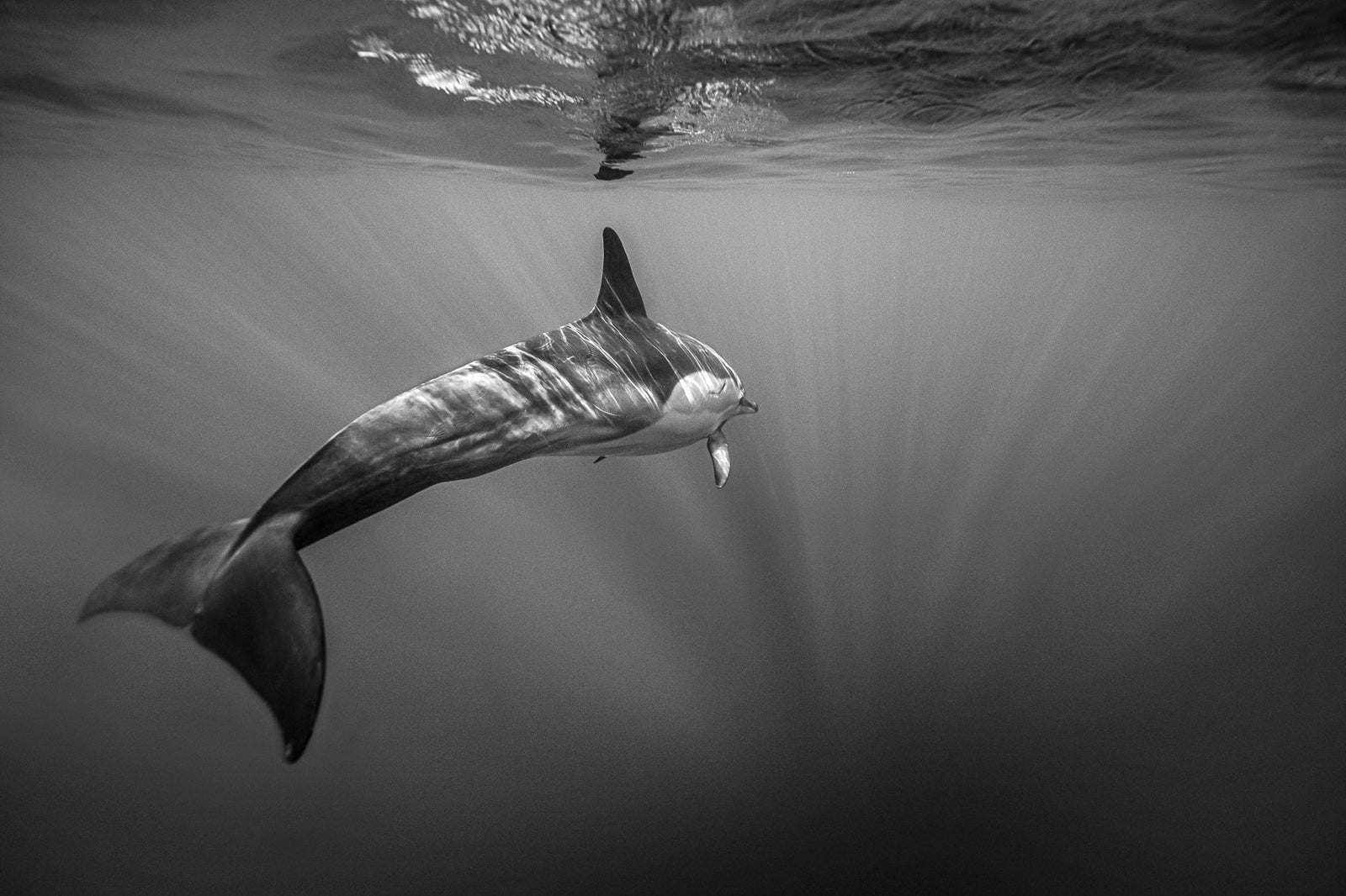 Dolphin underwater by Wim van den Heever