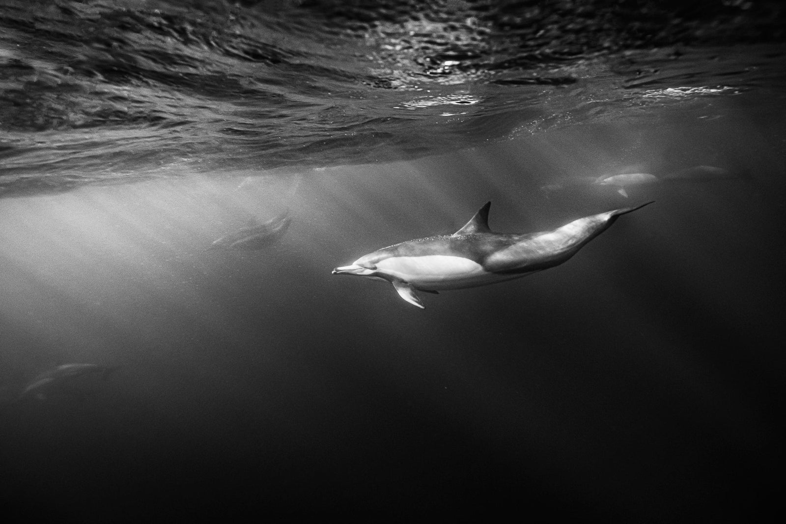 Dolphin underwater by Wim van den Heever