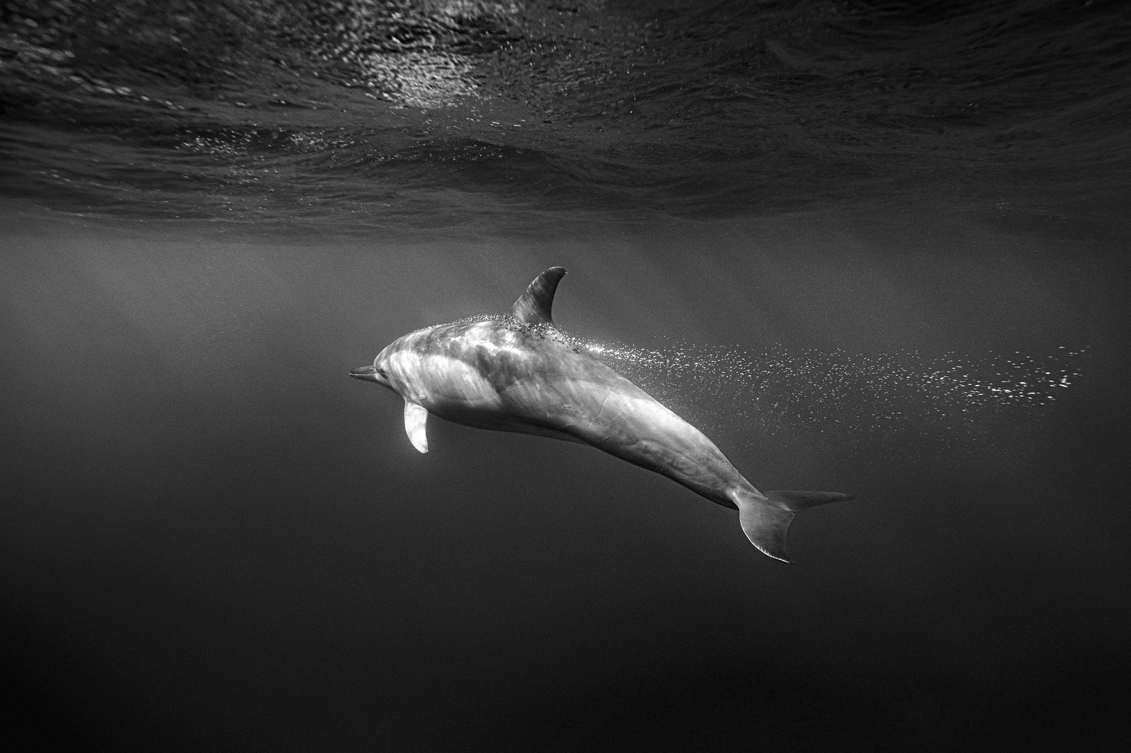 Dolphin underwater by Wim van den Heever