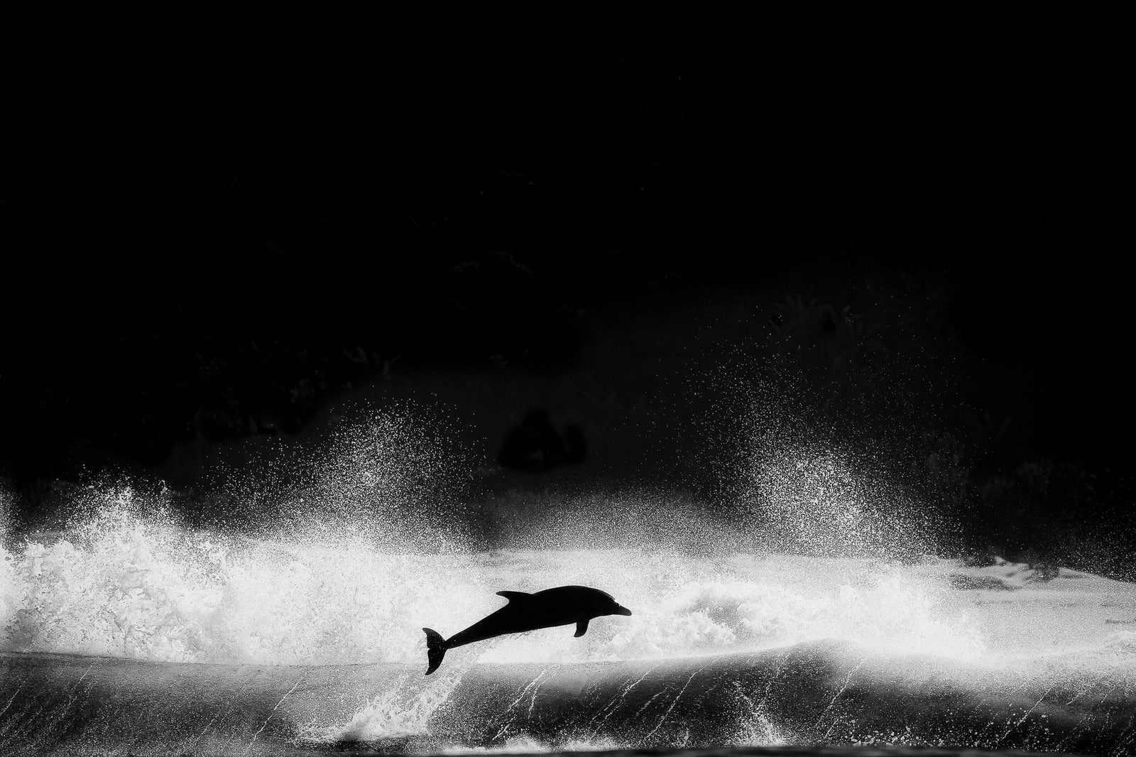Dolphin underwater by Wim van den Heever