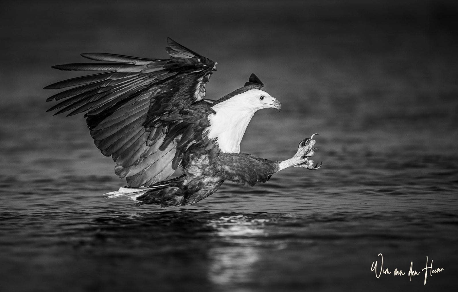 Eagle in flight by Wim van den Heever