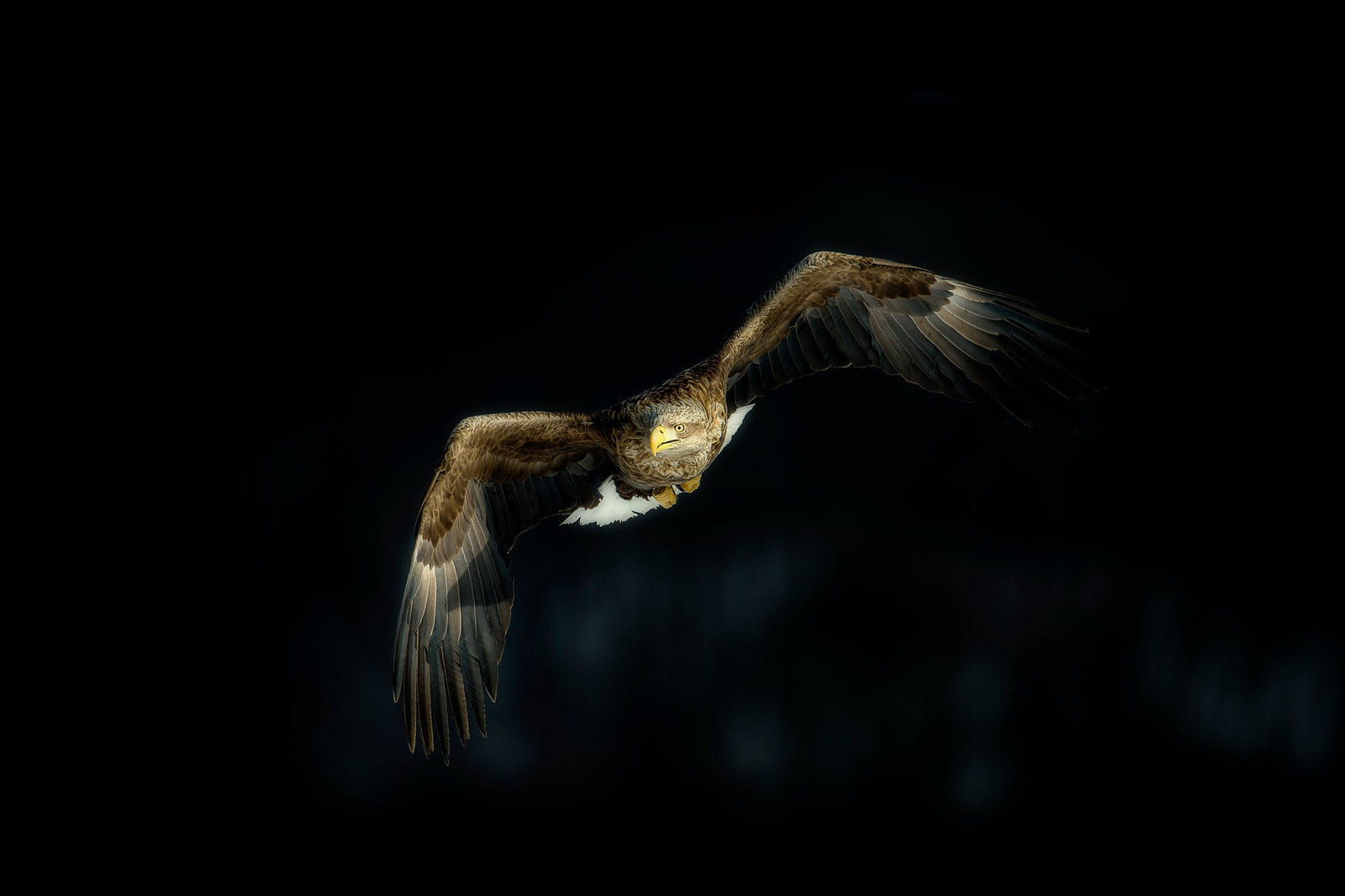 Eagle in flight by Wim van den Heever