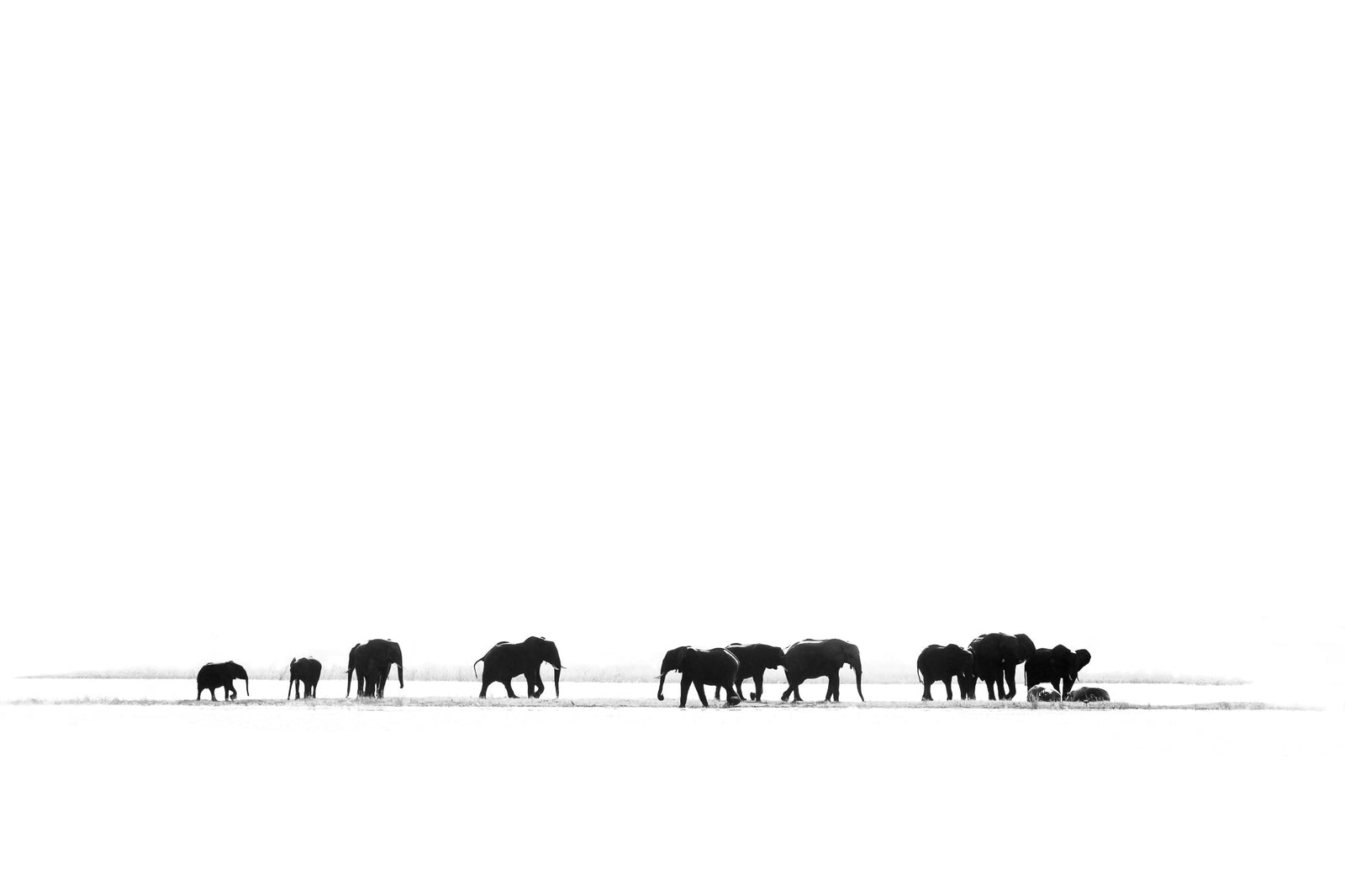 Elephant fine art print by Wim van den Heever