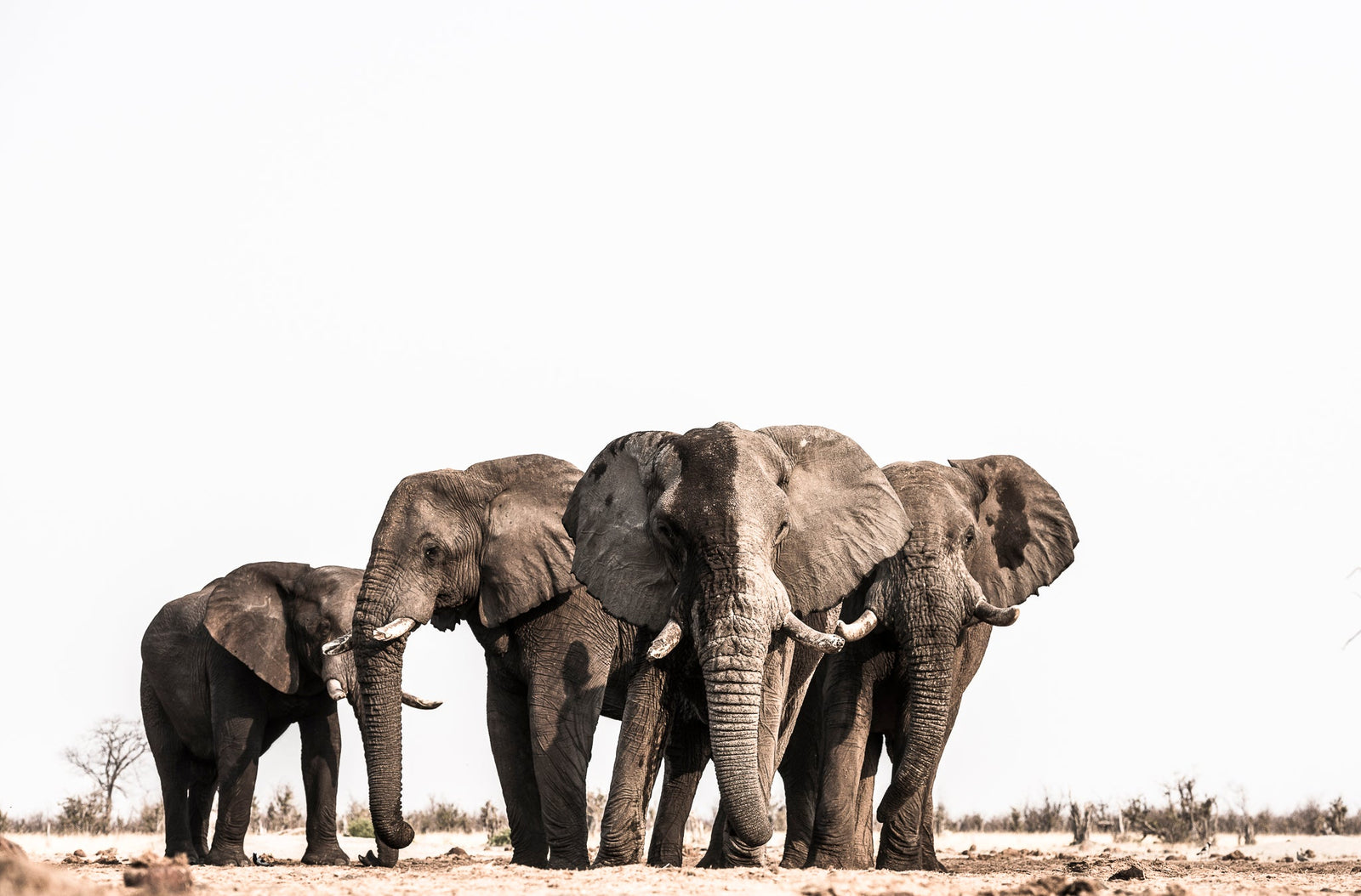 Elephant fine art print by Wim van den Heever