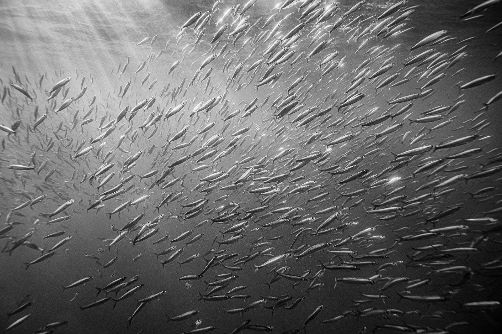 Sardine shoal in black and white by Wim van den Heever