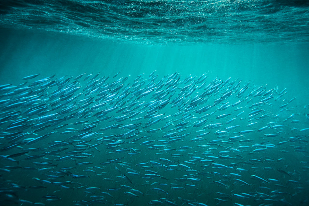Sardine shoal by Wim van den Heever