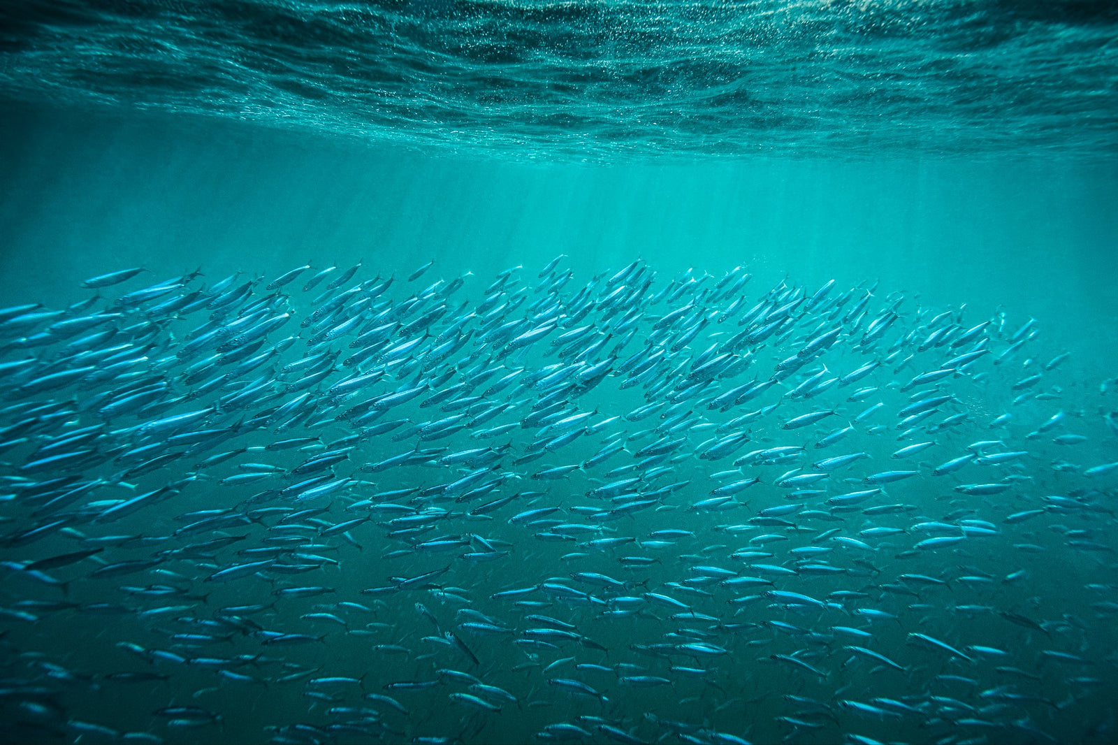 Sardine shoal by Wim van den Heever