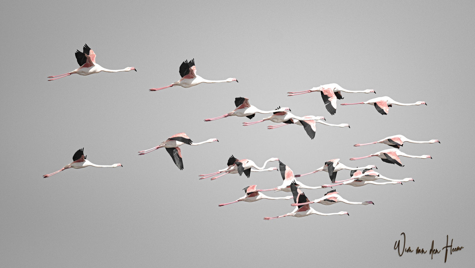 Flamingos in flight by Wim van den Heever