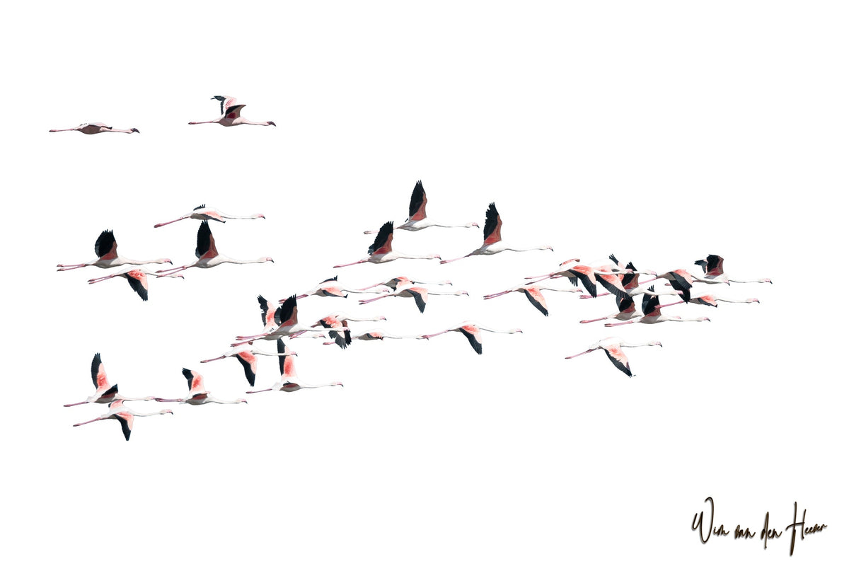 Flamingos in flight by Wim van den Heever