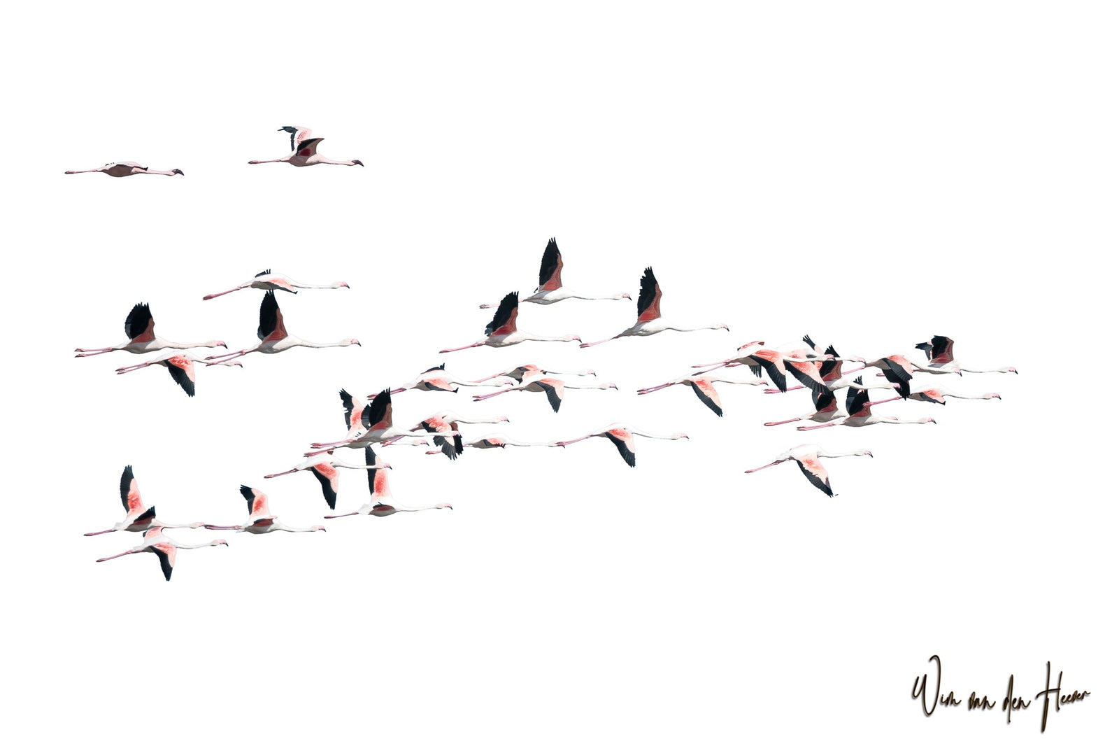 Flamingos in flight by Wim van den Heever