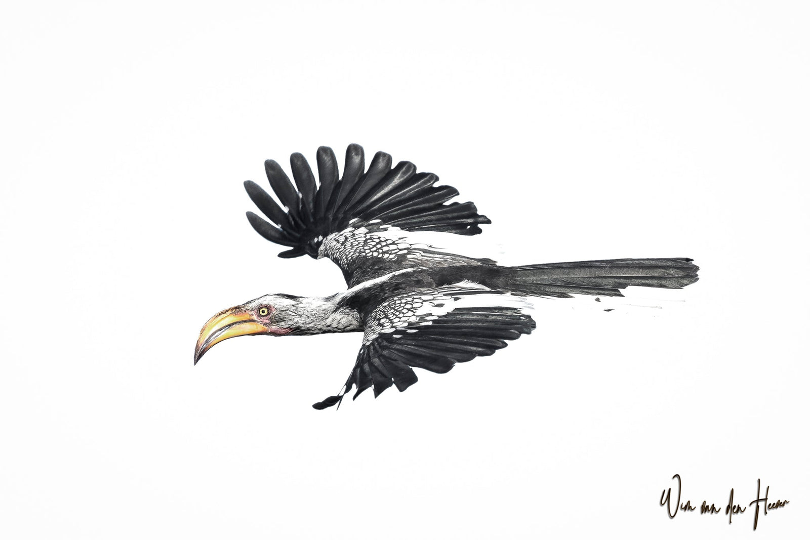 Hornbill in flight by Wim van den Heever