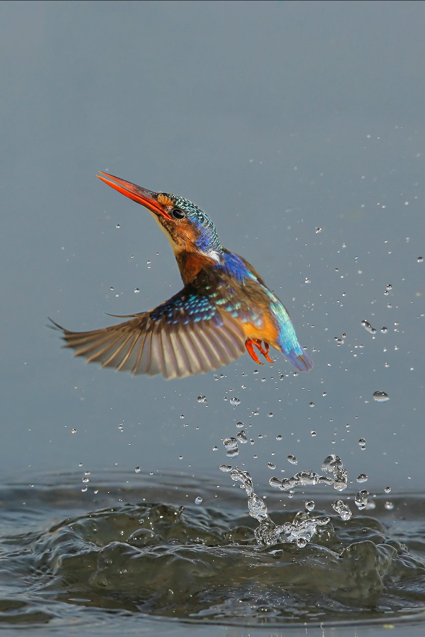 Kingfisher in flight by Wim van den Heever