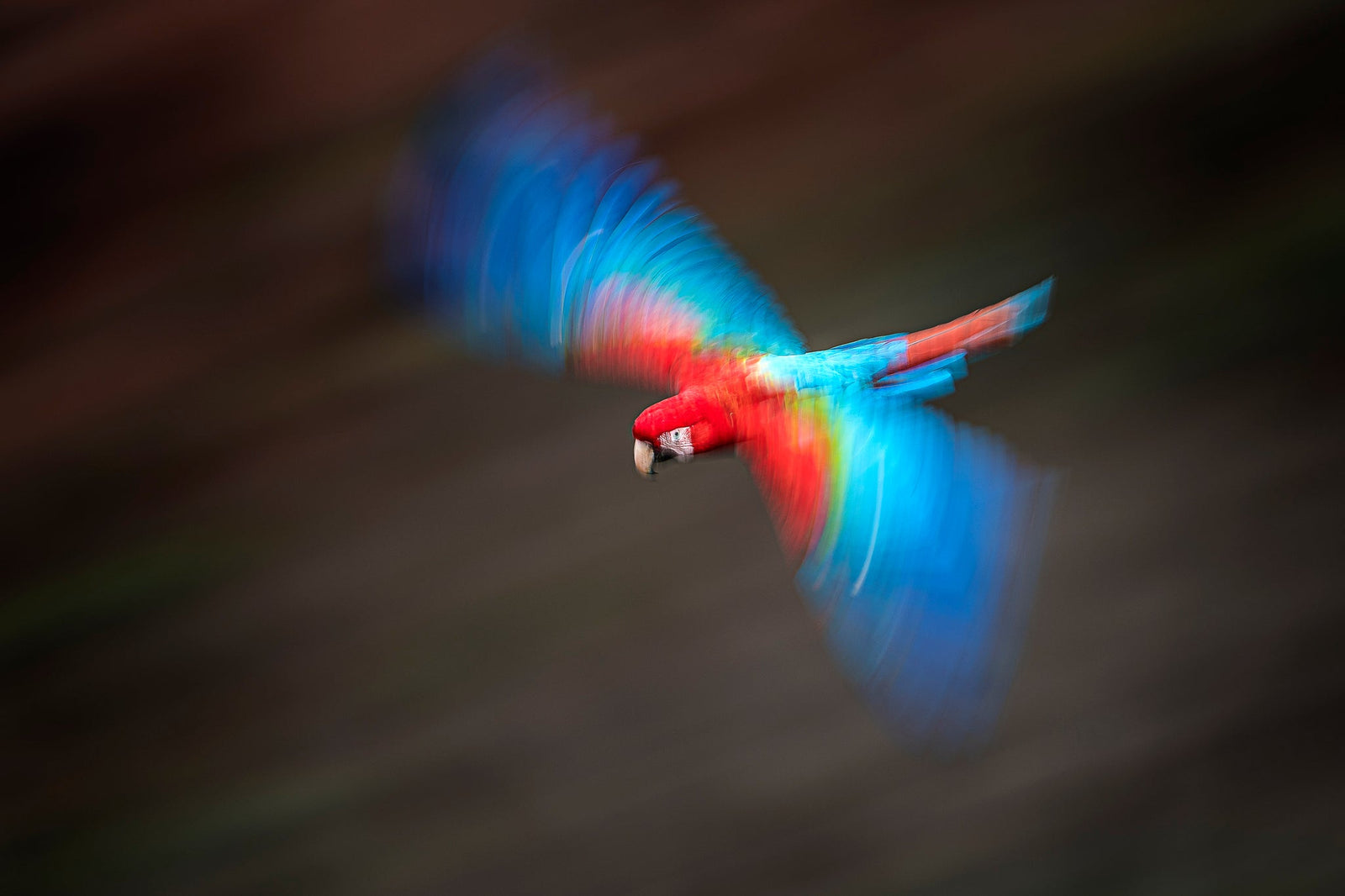 Macaw in motion by Wim van den Heever