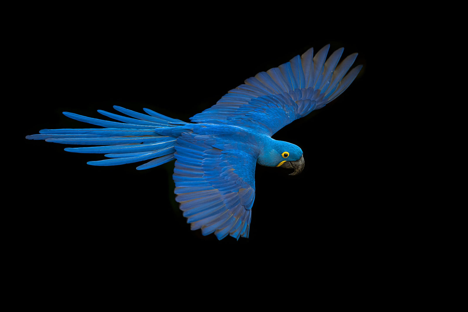 Macaw in motion by Wim van den Heever