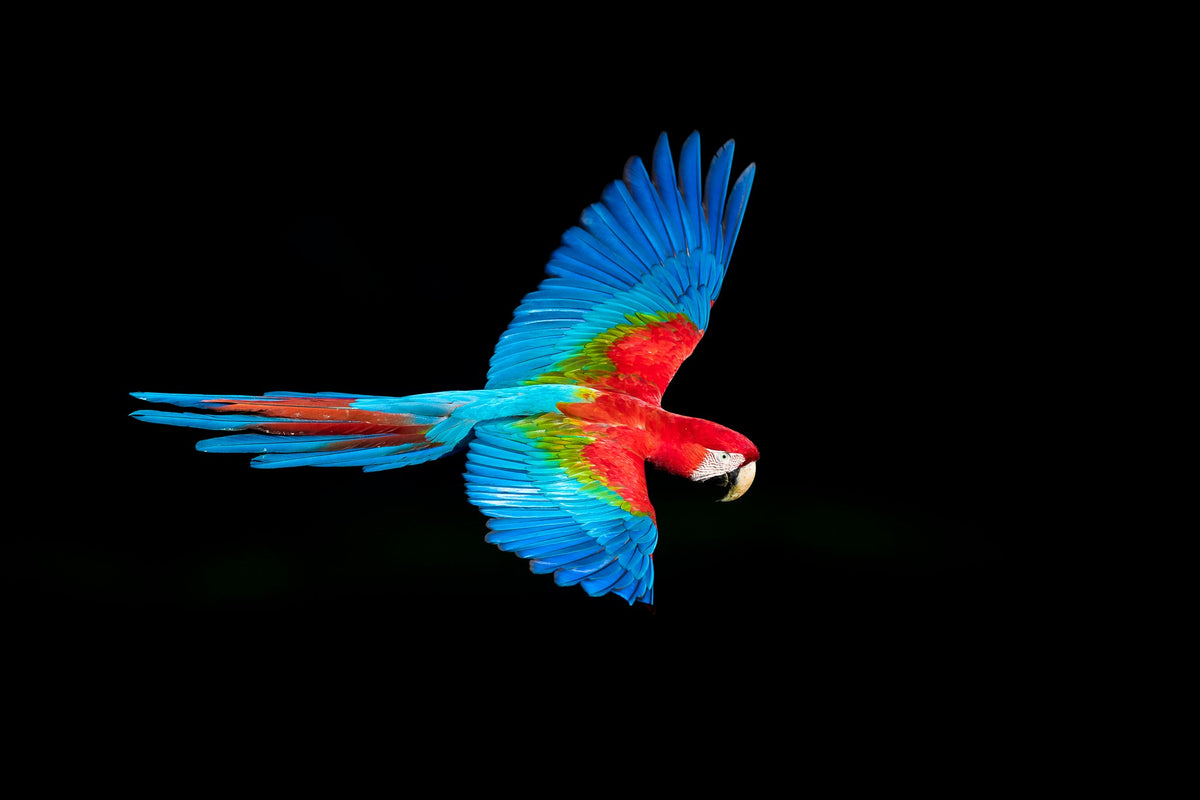 Macaw in motion by Wim van den Heever