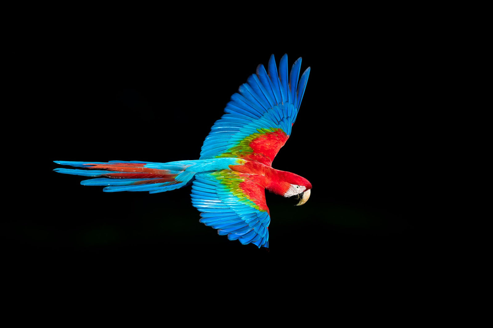 Macaw in motion by Wim van den Heever