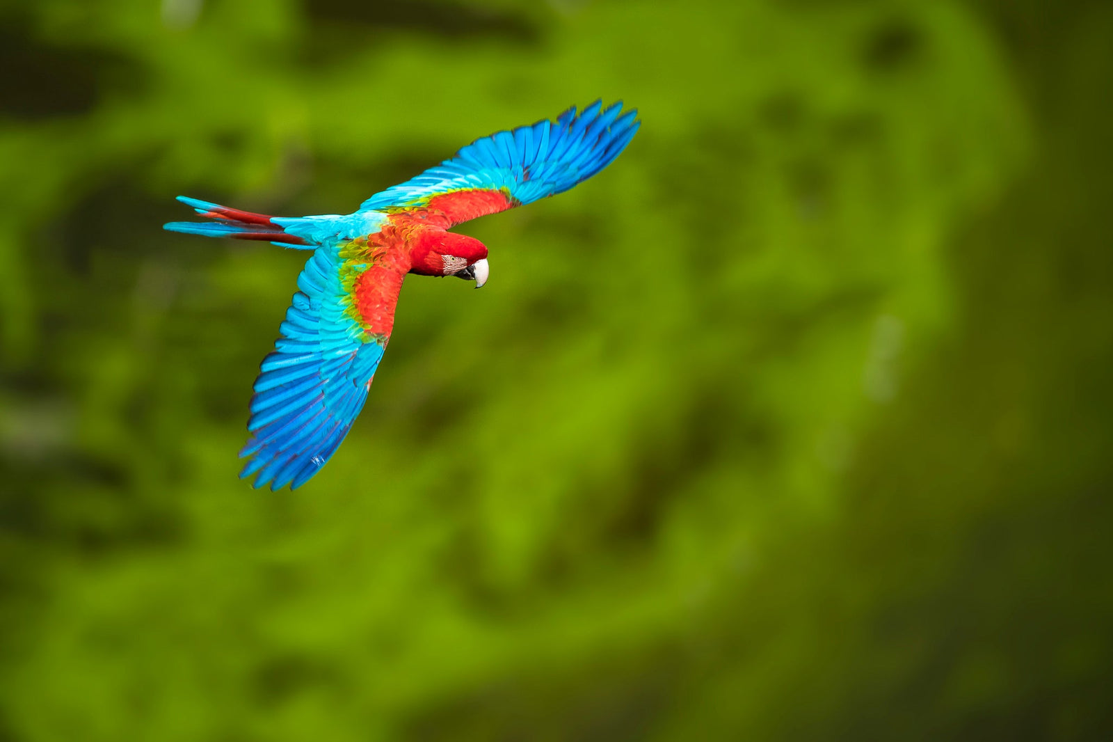 Macaw in motion by Wim van den Heever