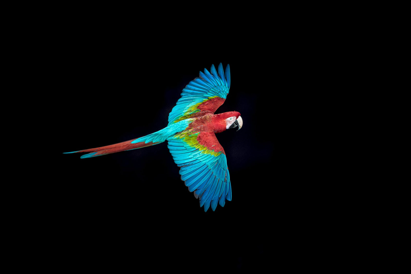 Macaw in motion by Wim van den Heever