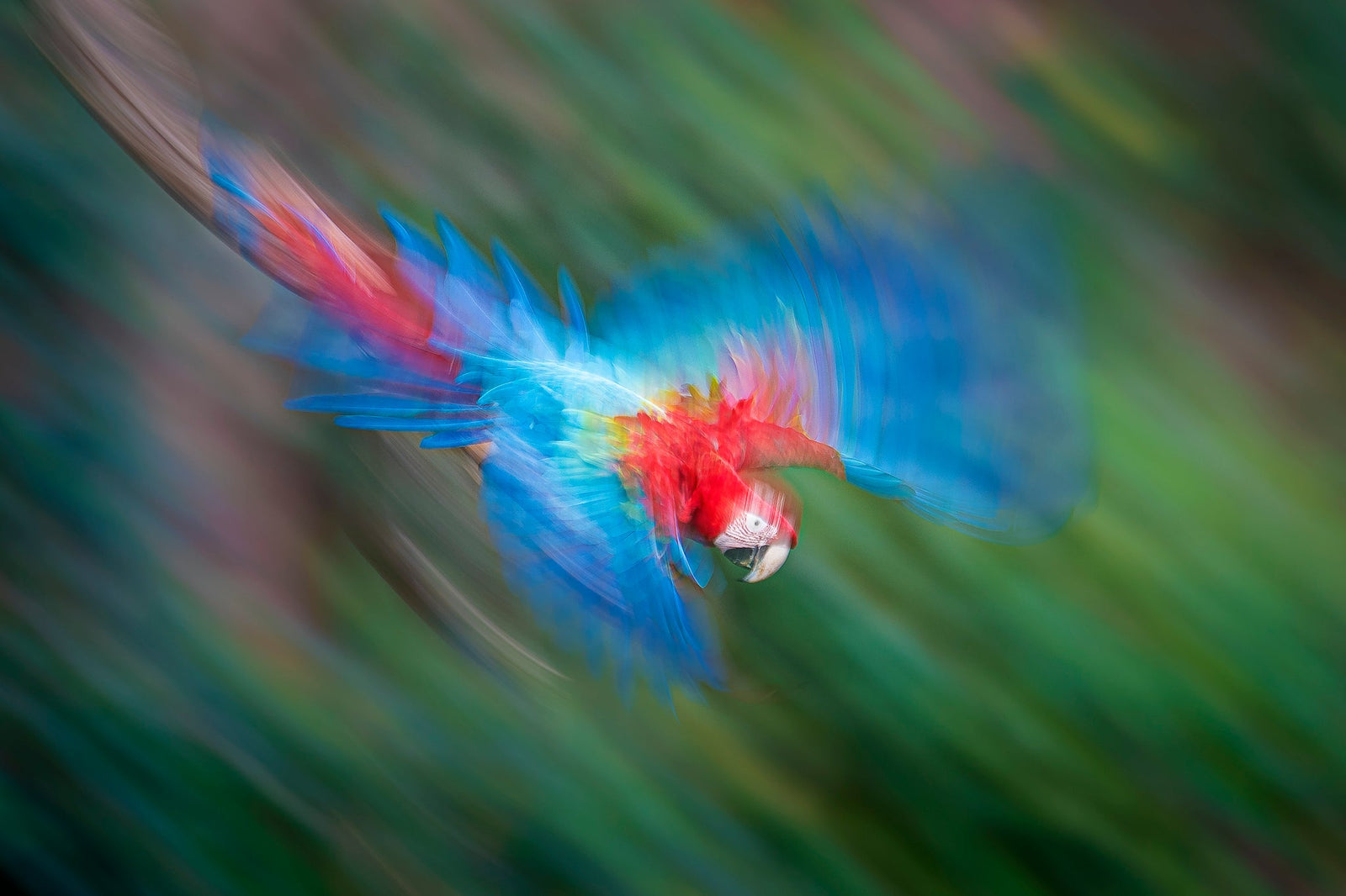 Macaw in motion by Wim van den Heever