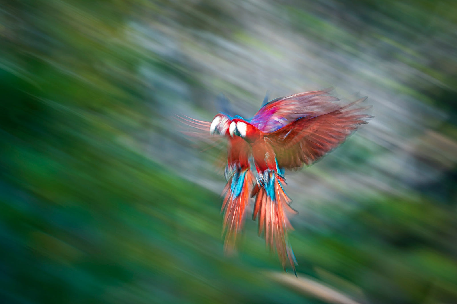 Macaw in motion by Wim van den Heever