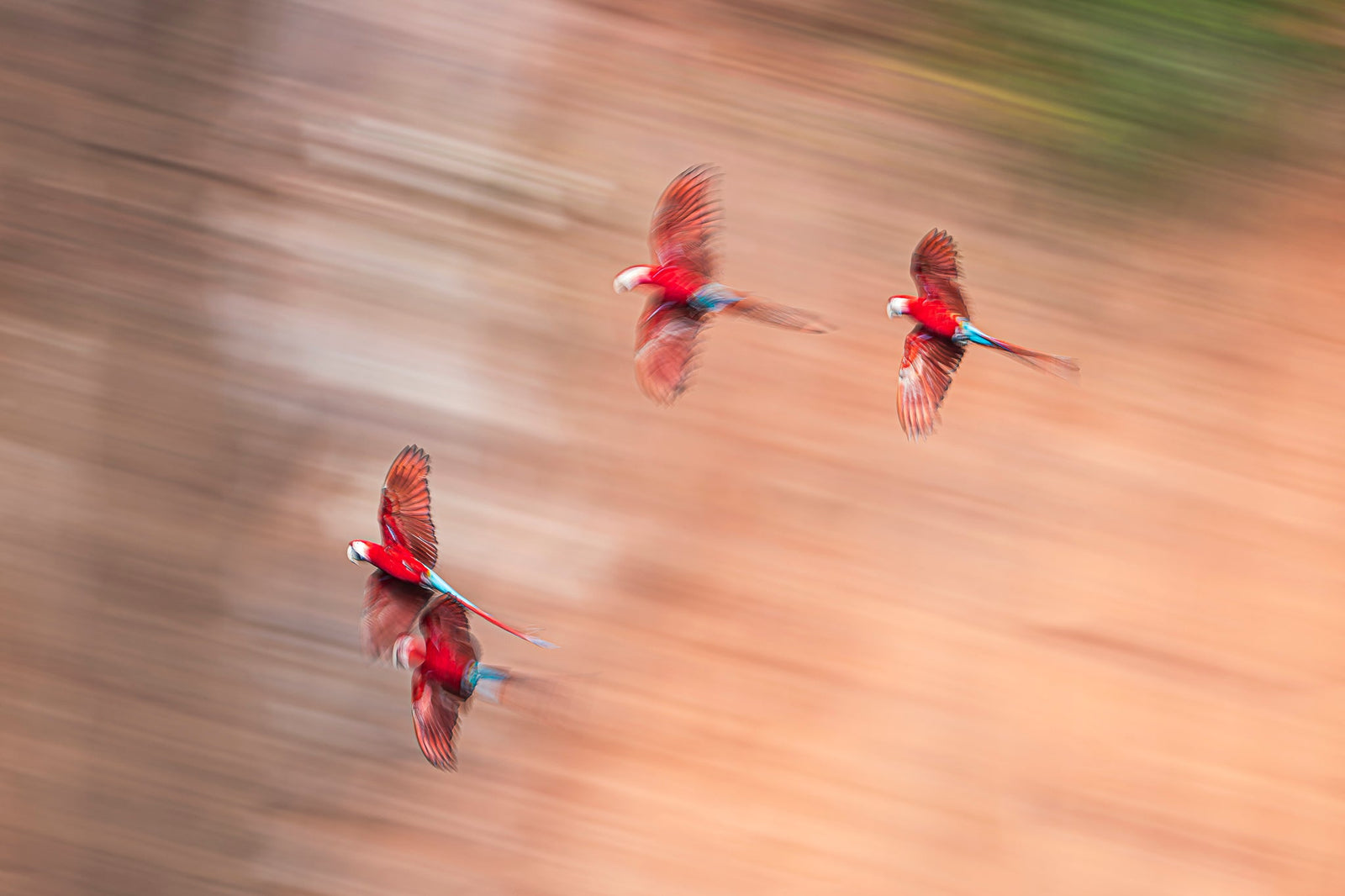 Macaw in motion by Wim van den Heever