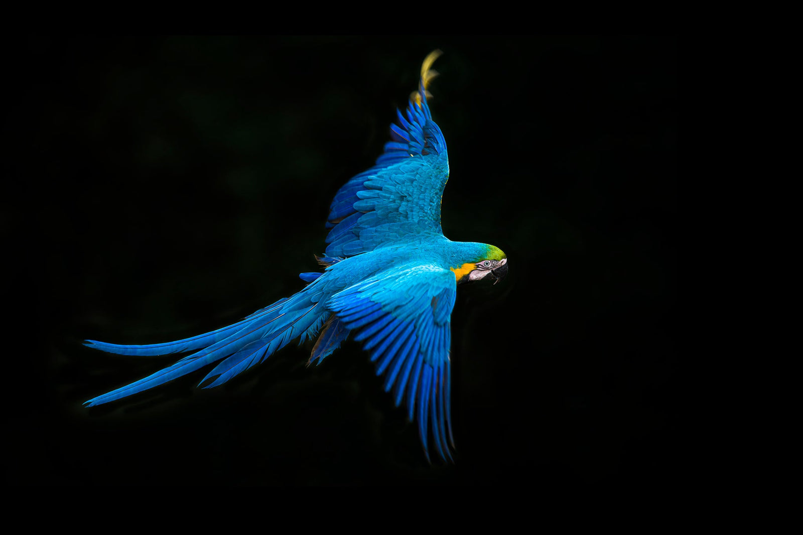 Macaw in motion by Wim van den Heever