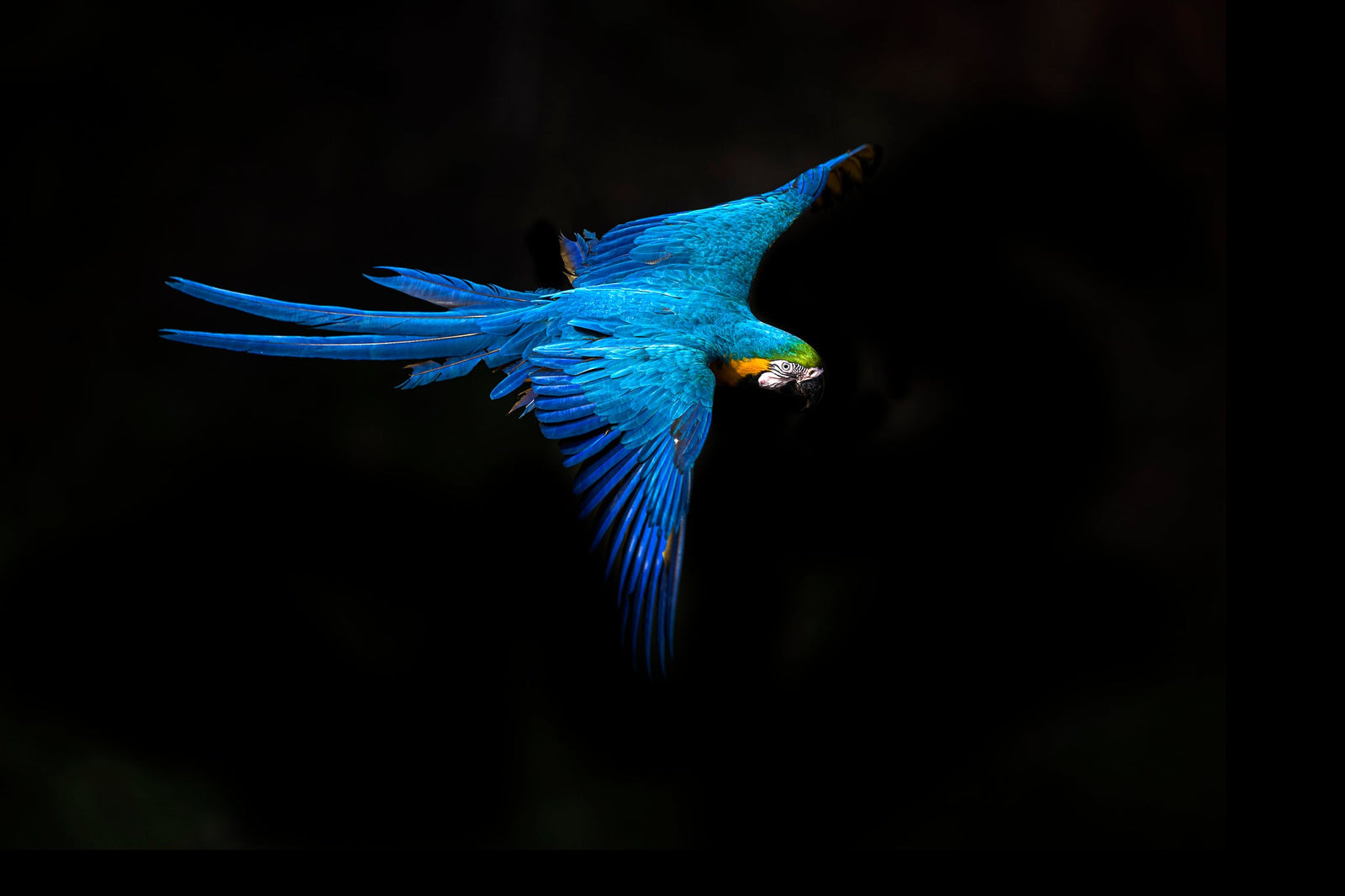 Macaw in motion by Wim van den Heever