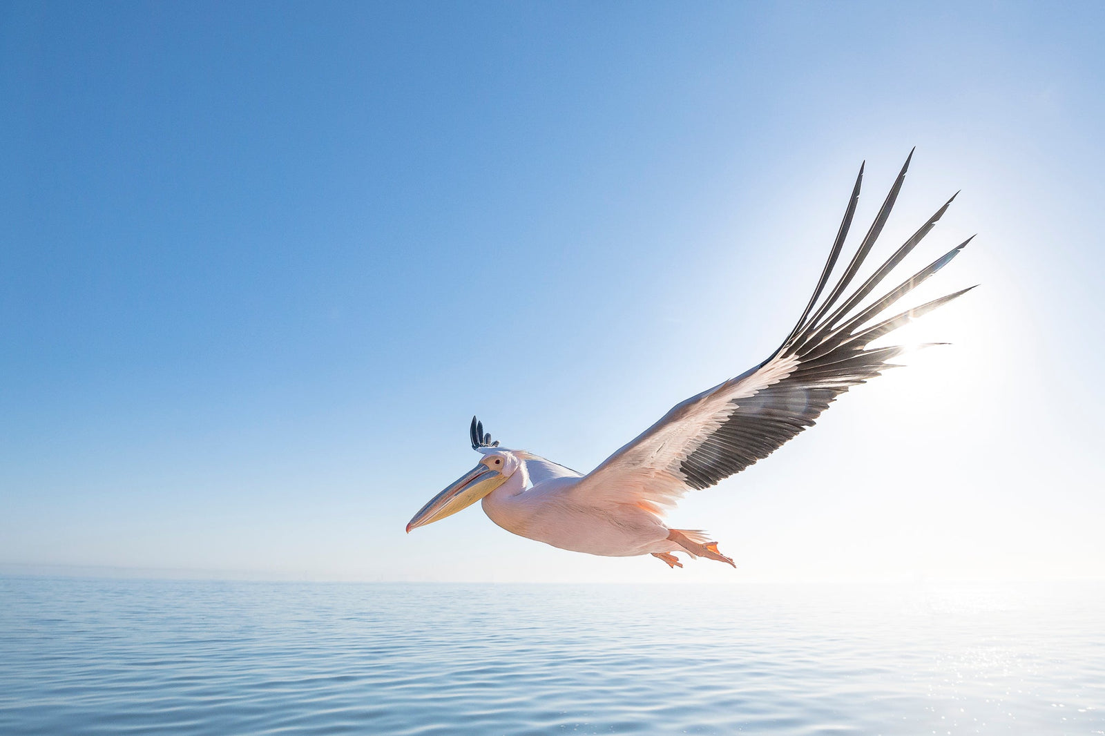 Great white pelican in flight by Wim van den Heever