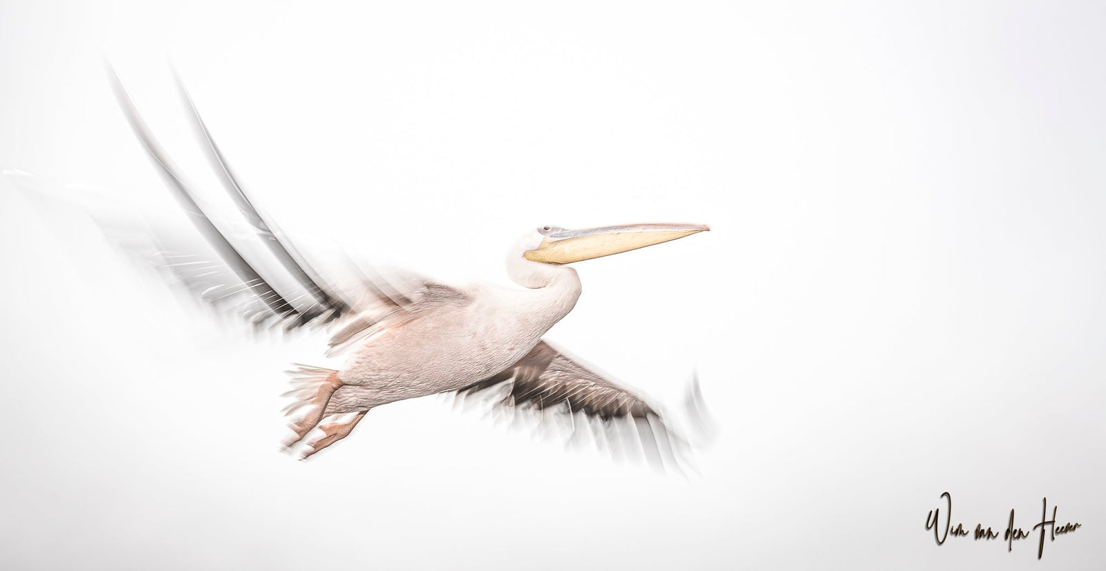 Great white pelican in flight by Wim van den Heever