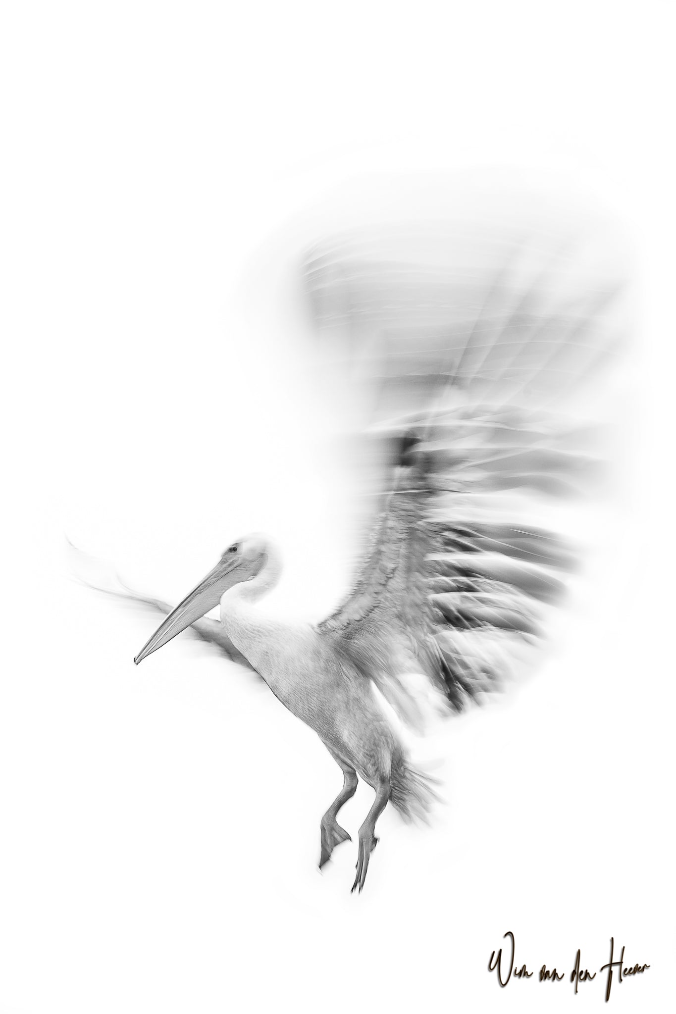 Great white pelican in flight by Wim van den Heever