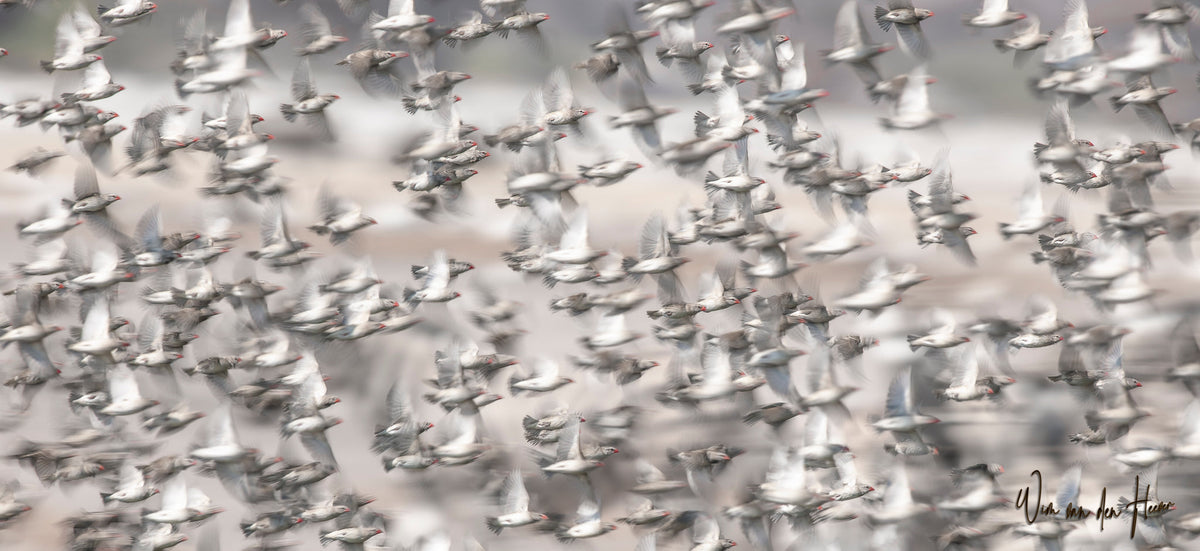 Red-billed quelea flock by Wim van den Heever