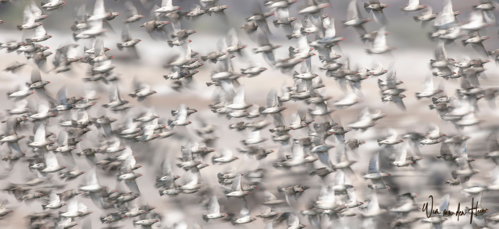 Red-billed quelea flock by Wim van den Heever