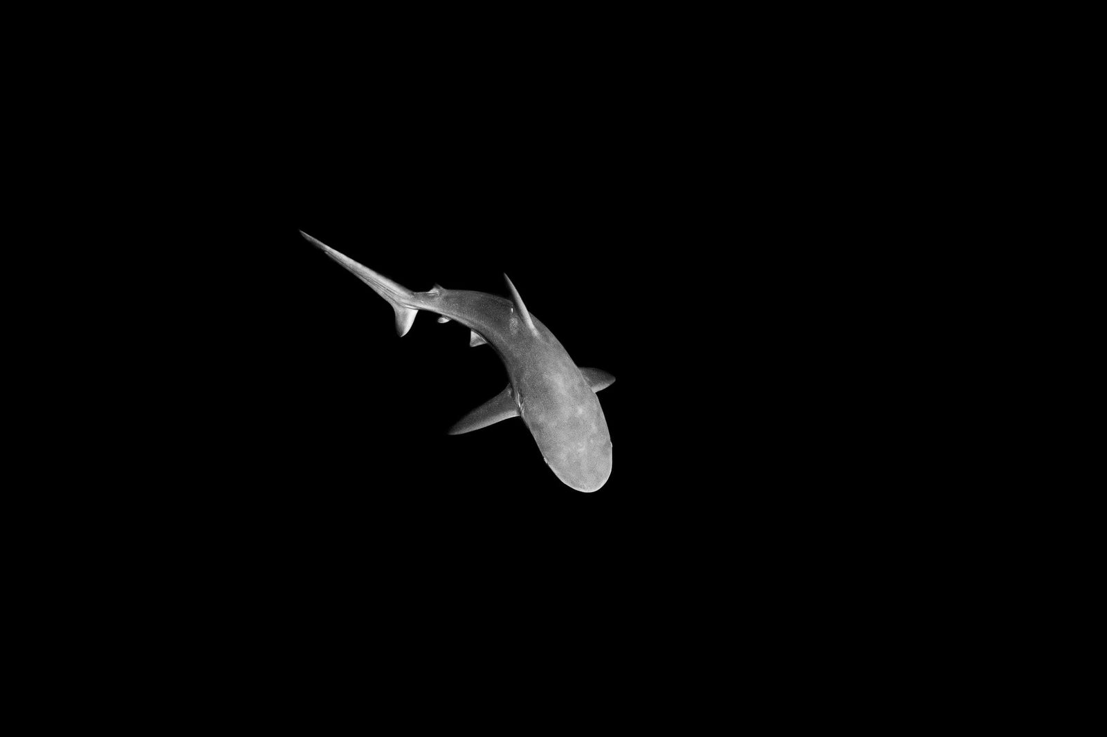 Shark underwater by Wim van den Heever