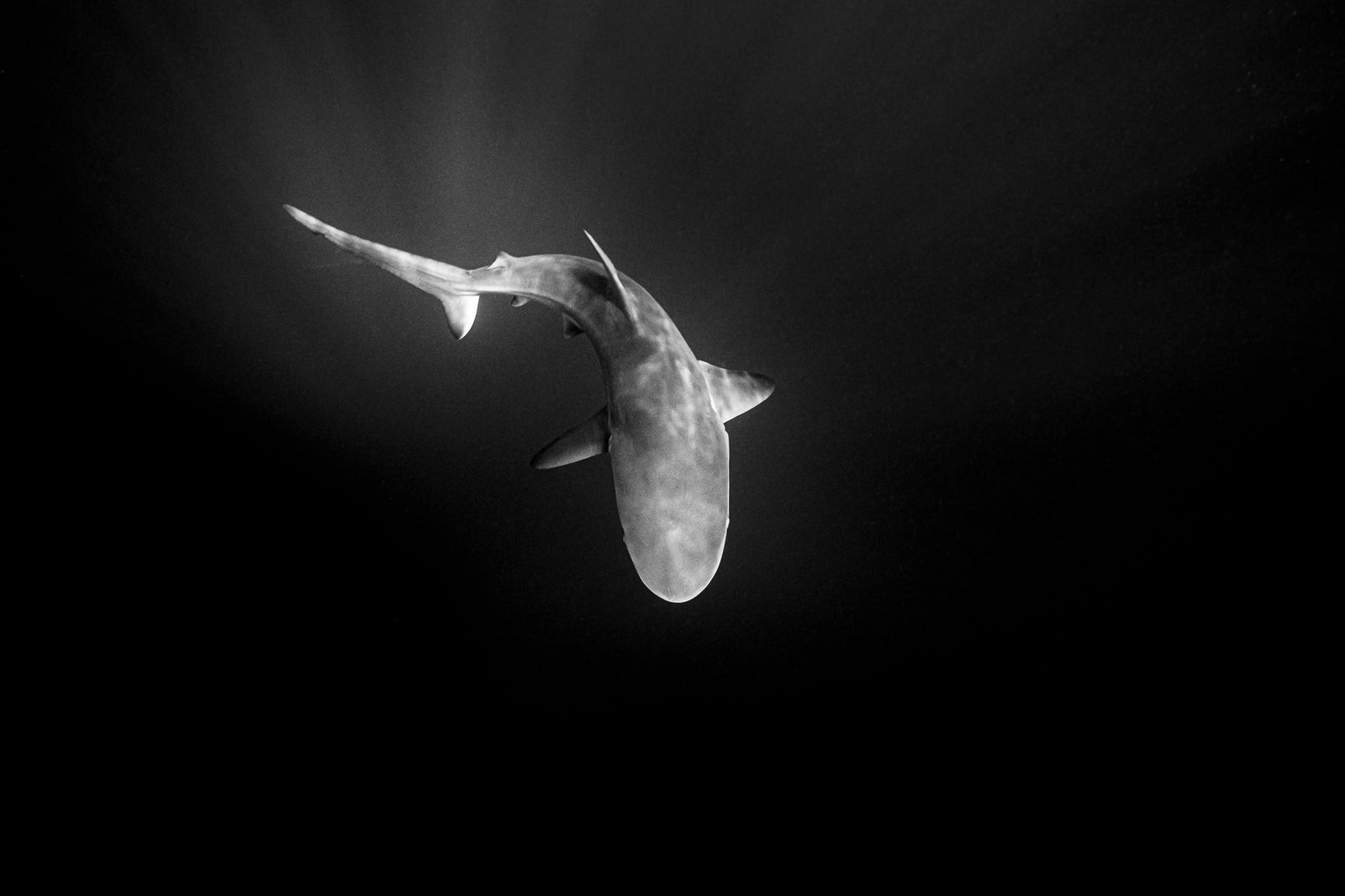 Shark underwater by Wim van den Heever