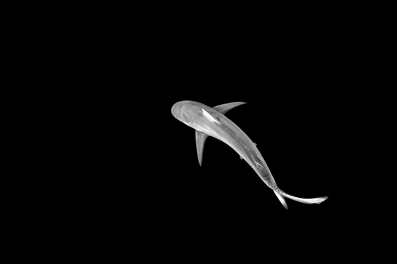 Shark underwater by Wim van den Heever